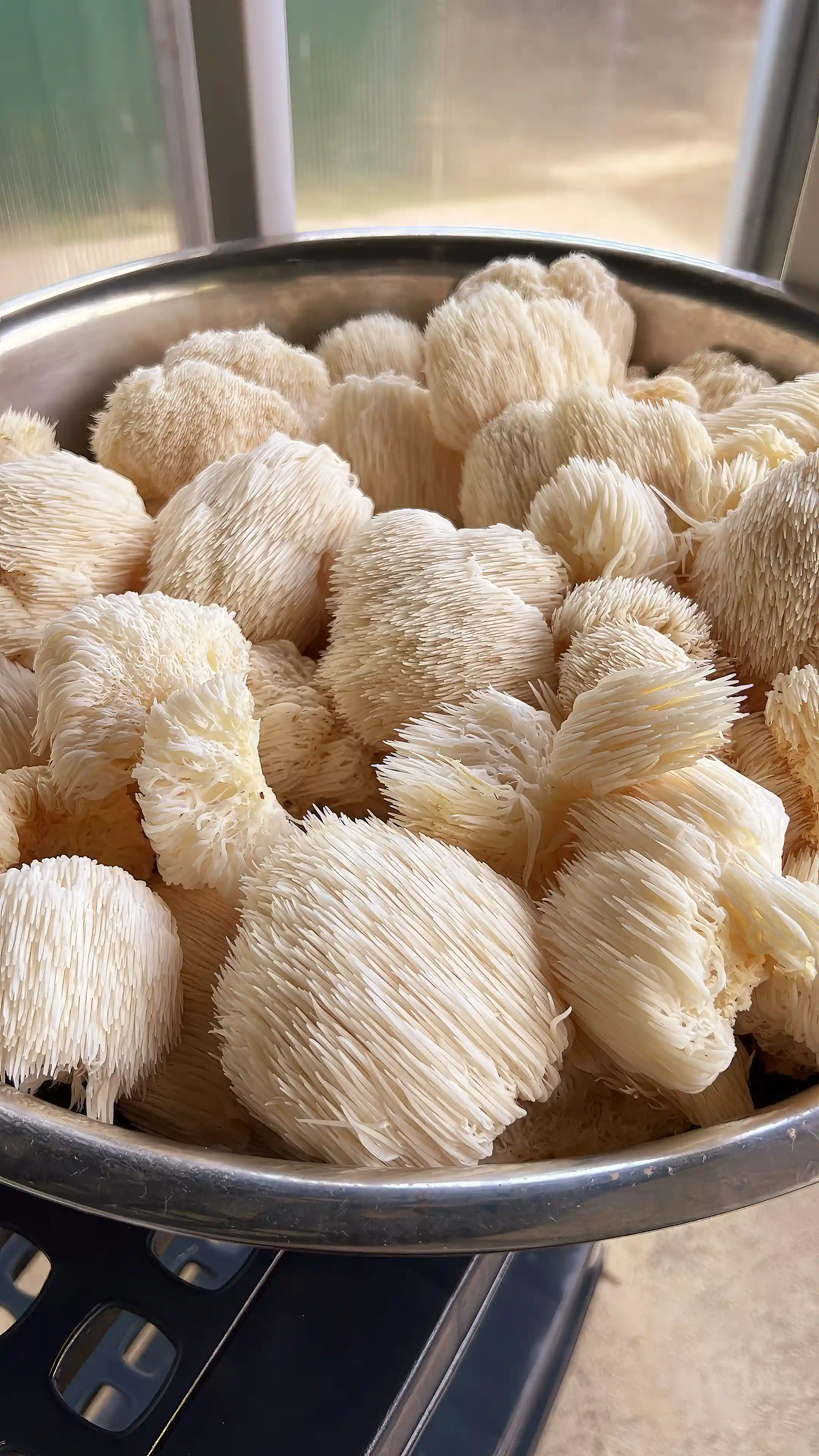 Another view of Lion’s Mane Mushrooms