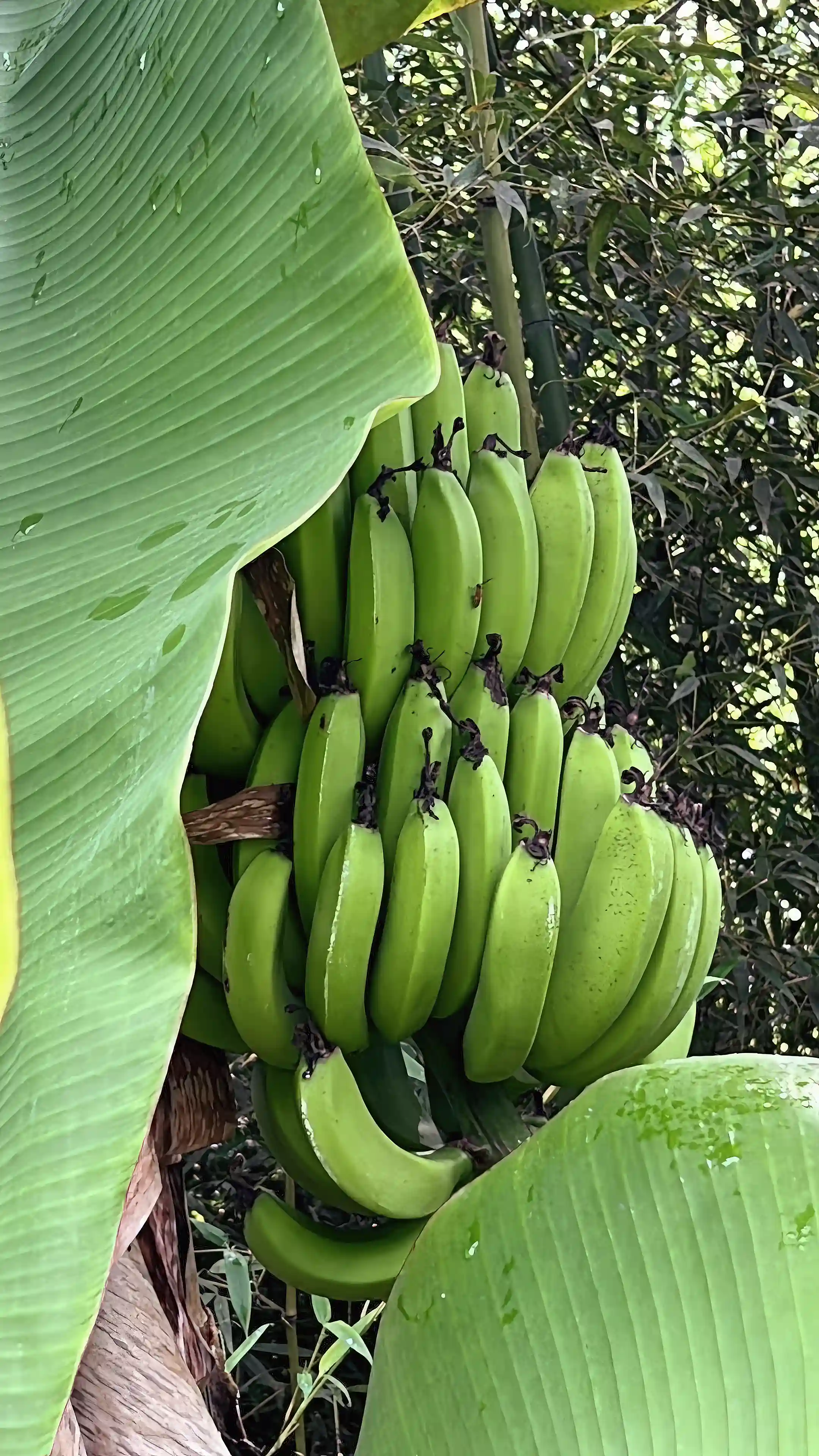 Bananas!