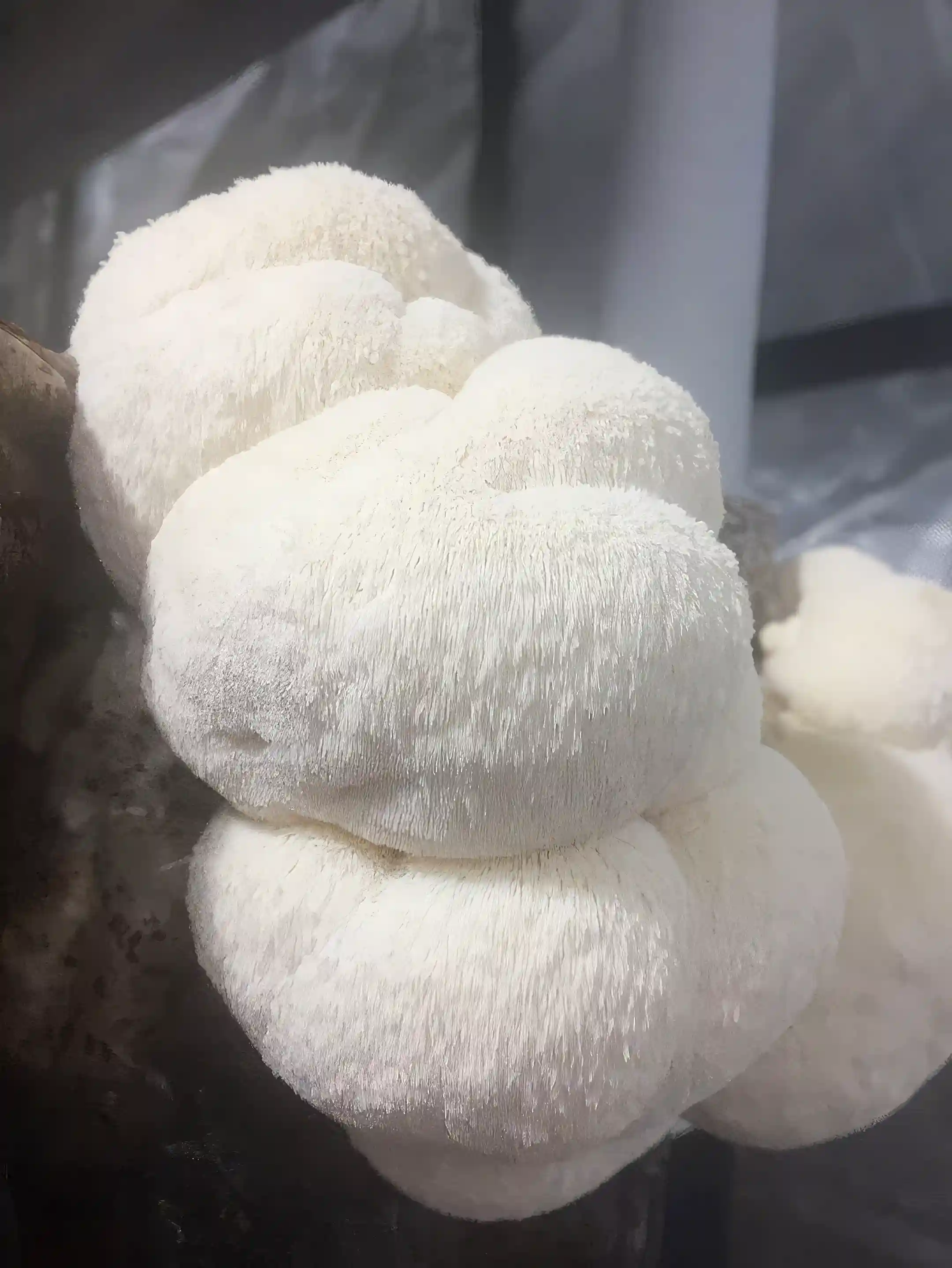 Lion’s Mane Mushrooms