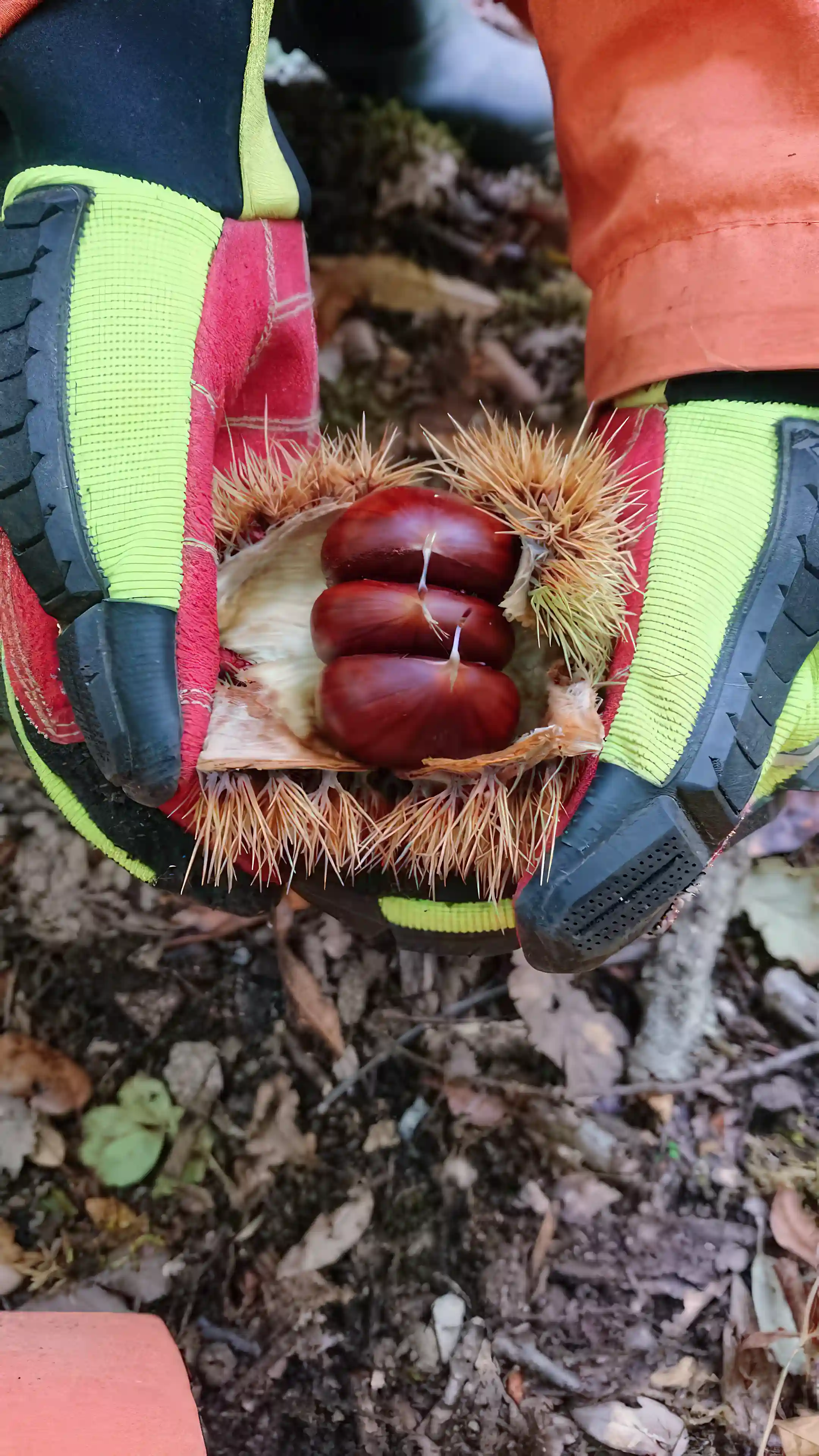 Chesnuts