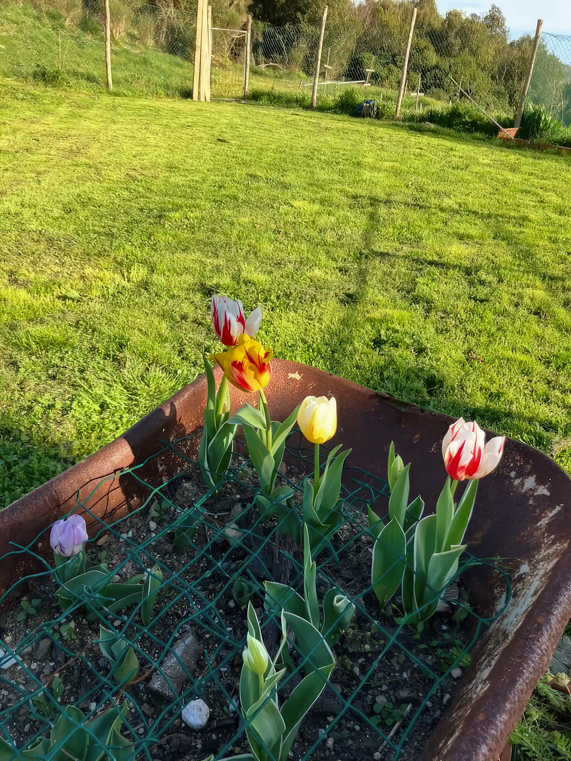 Tulips from the garden
