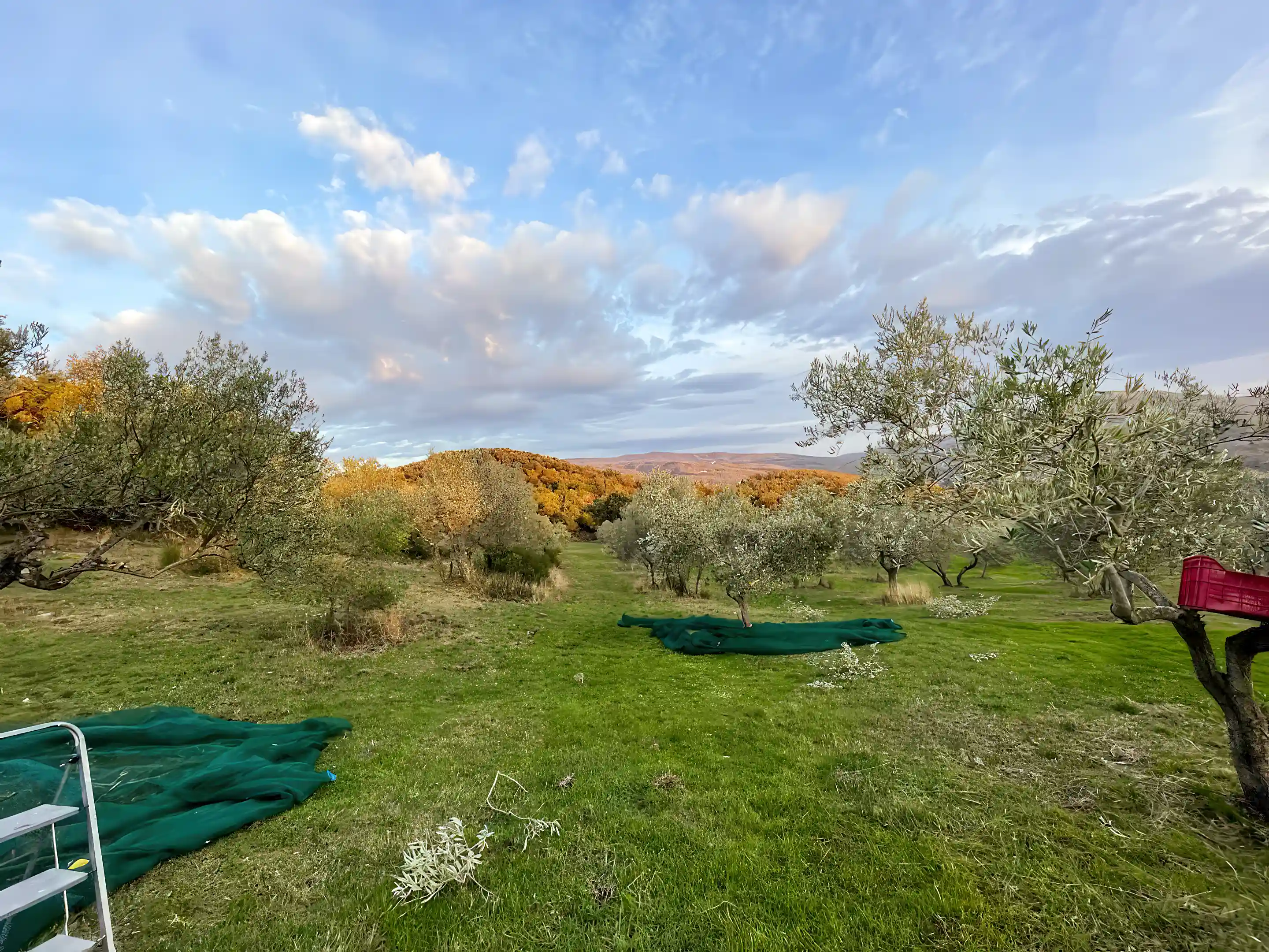 Olive grove, harvest day
