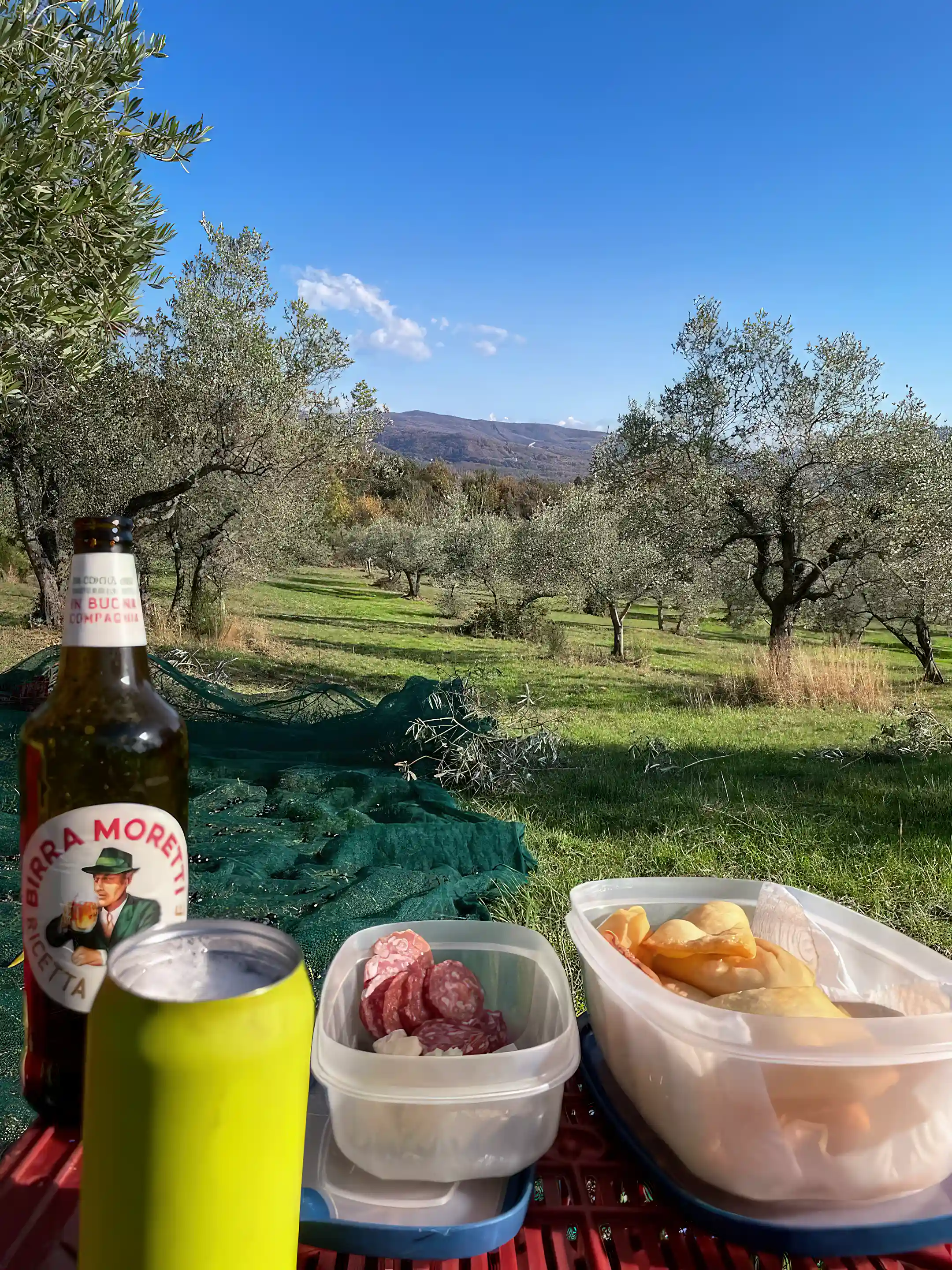 Olive grove, harvest day