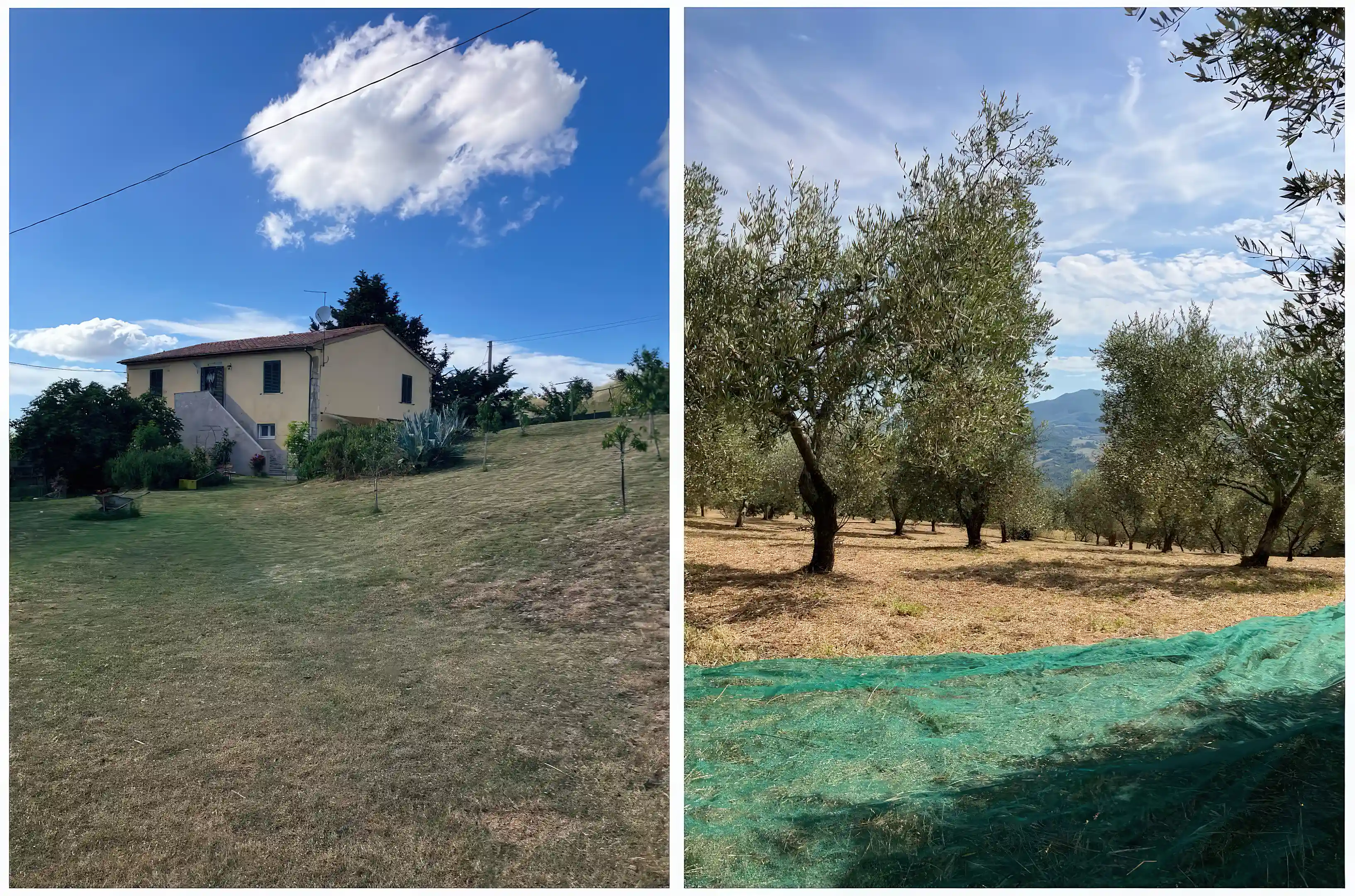 Main House & Olive Grove