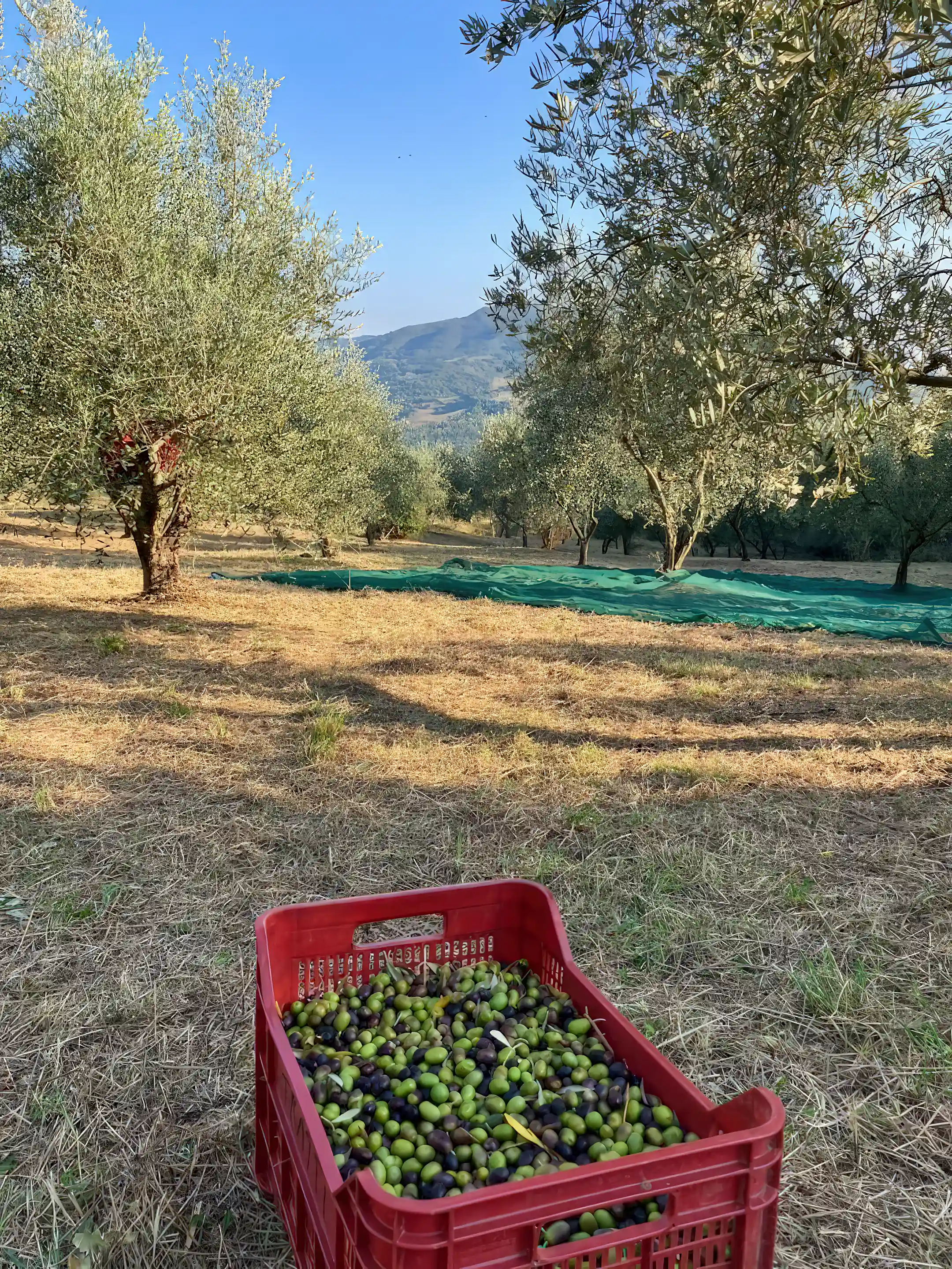 Olive grove, harvest day