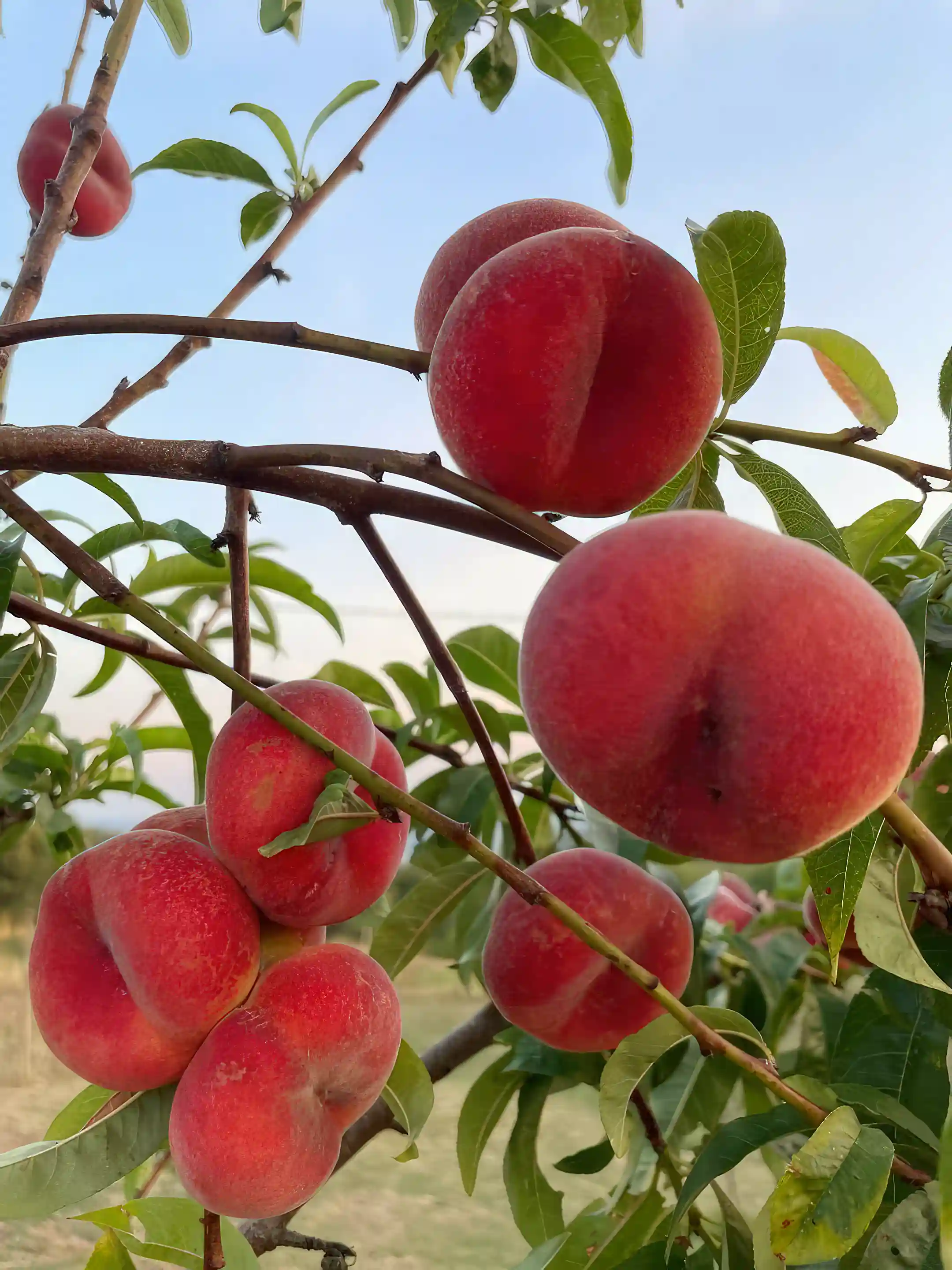 Flat peaches from the garden