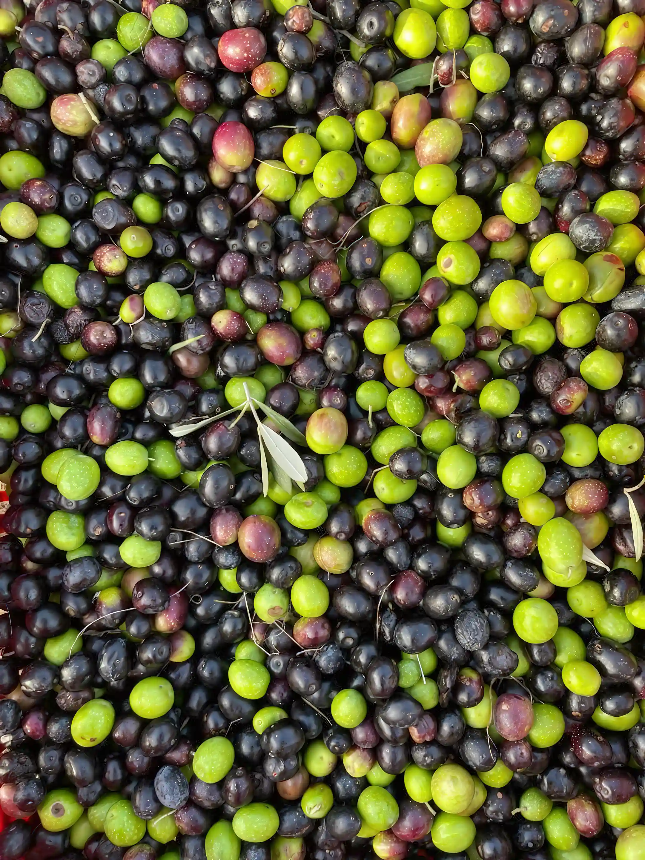 Olive harvest