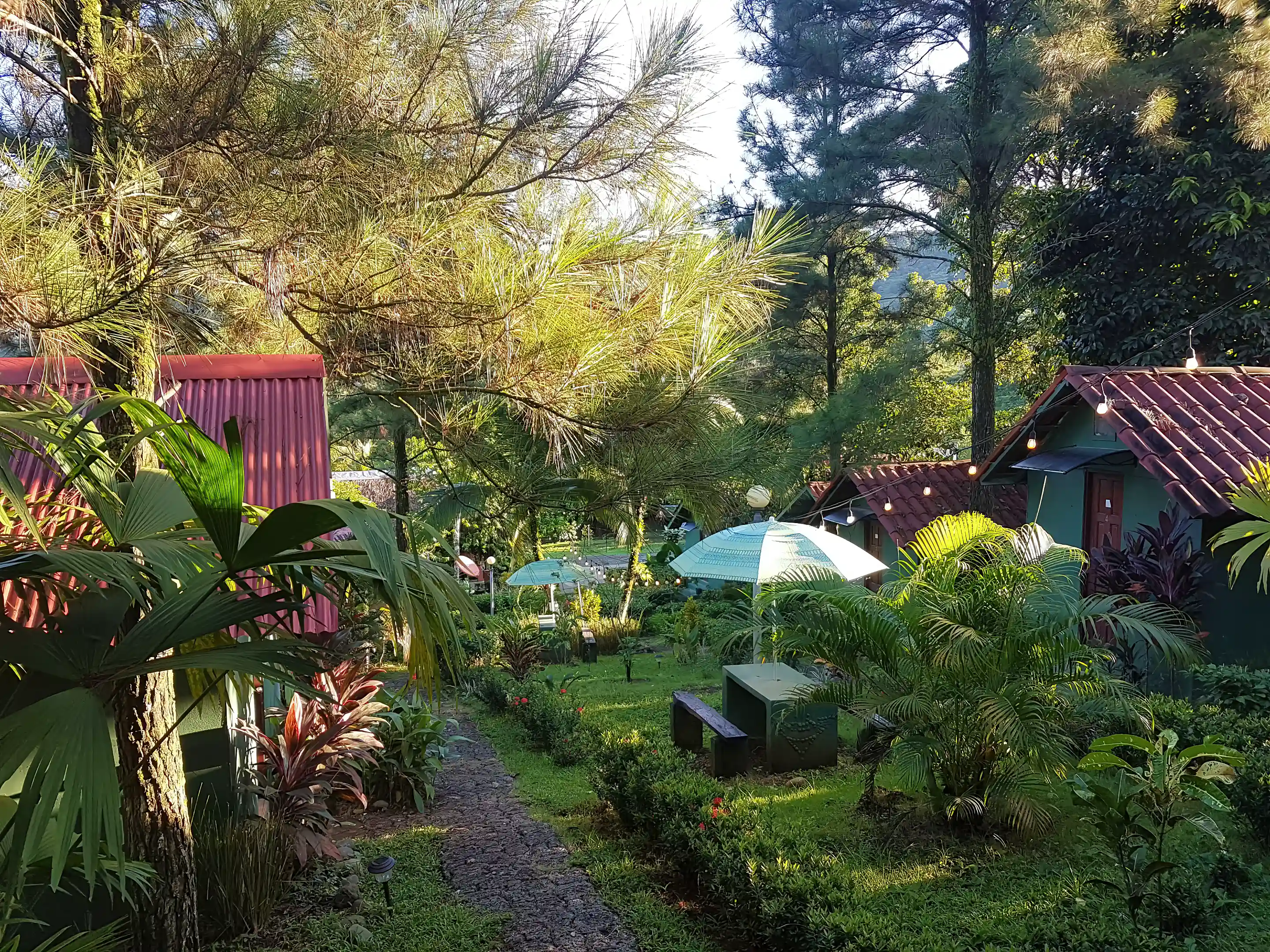 A view of the cabins and the pine trees that...