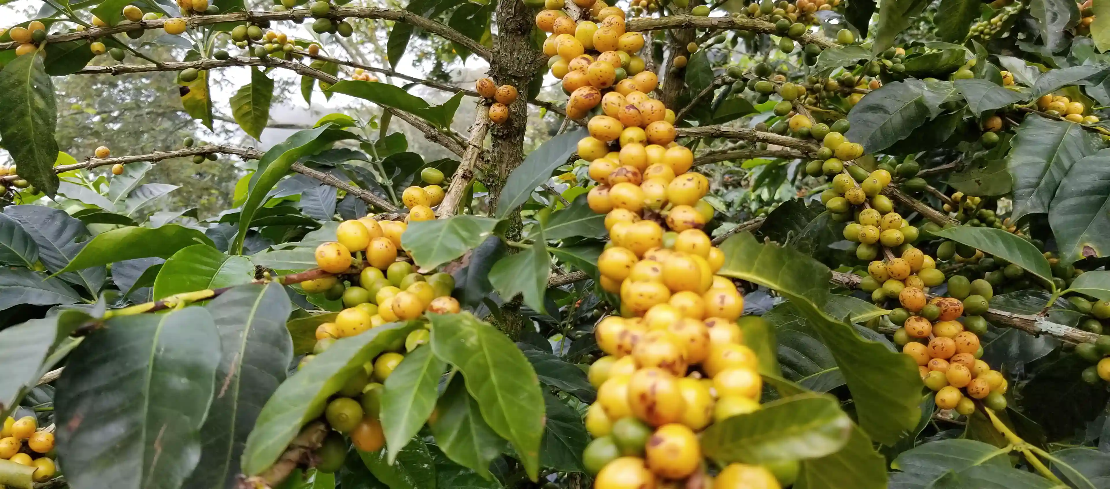 Castillo Amarillo Coffee Cherry
