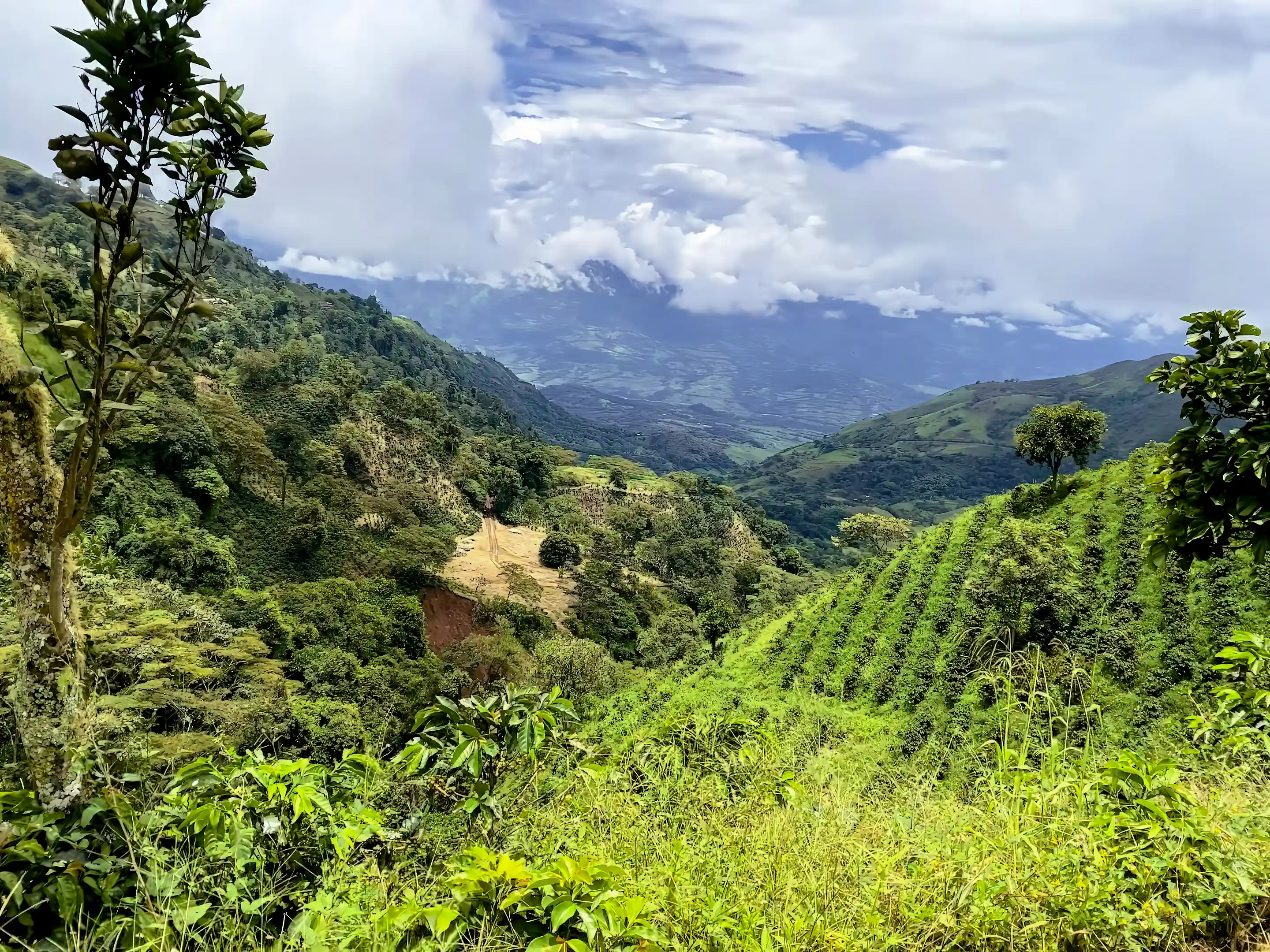 Coffee Fields
