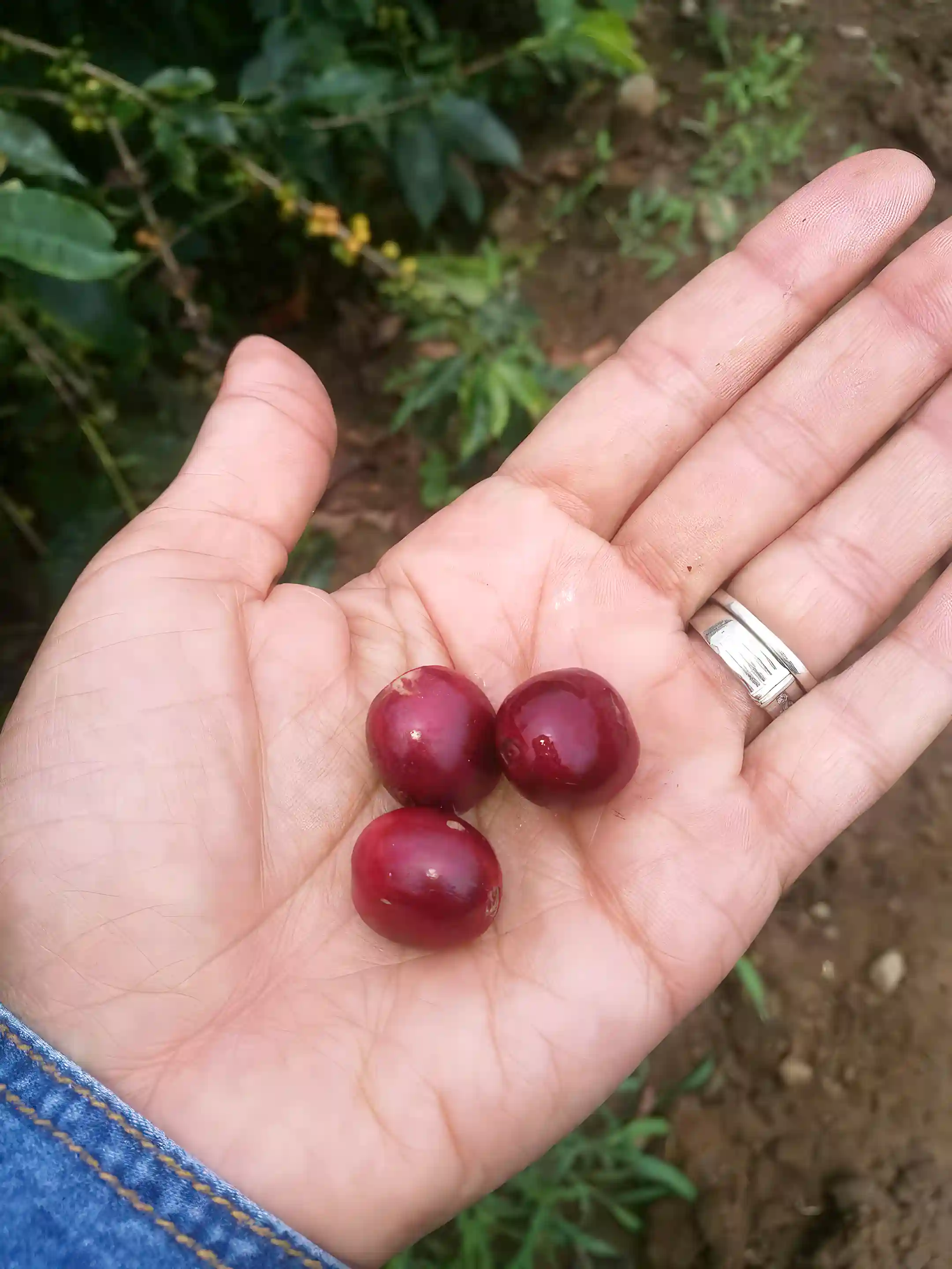 Castillo Coffee Cherry