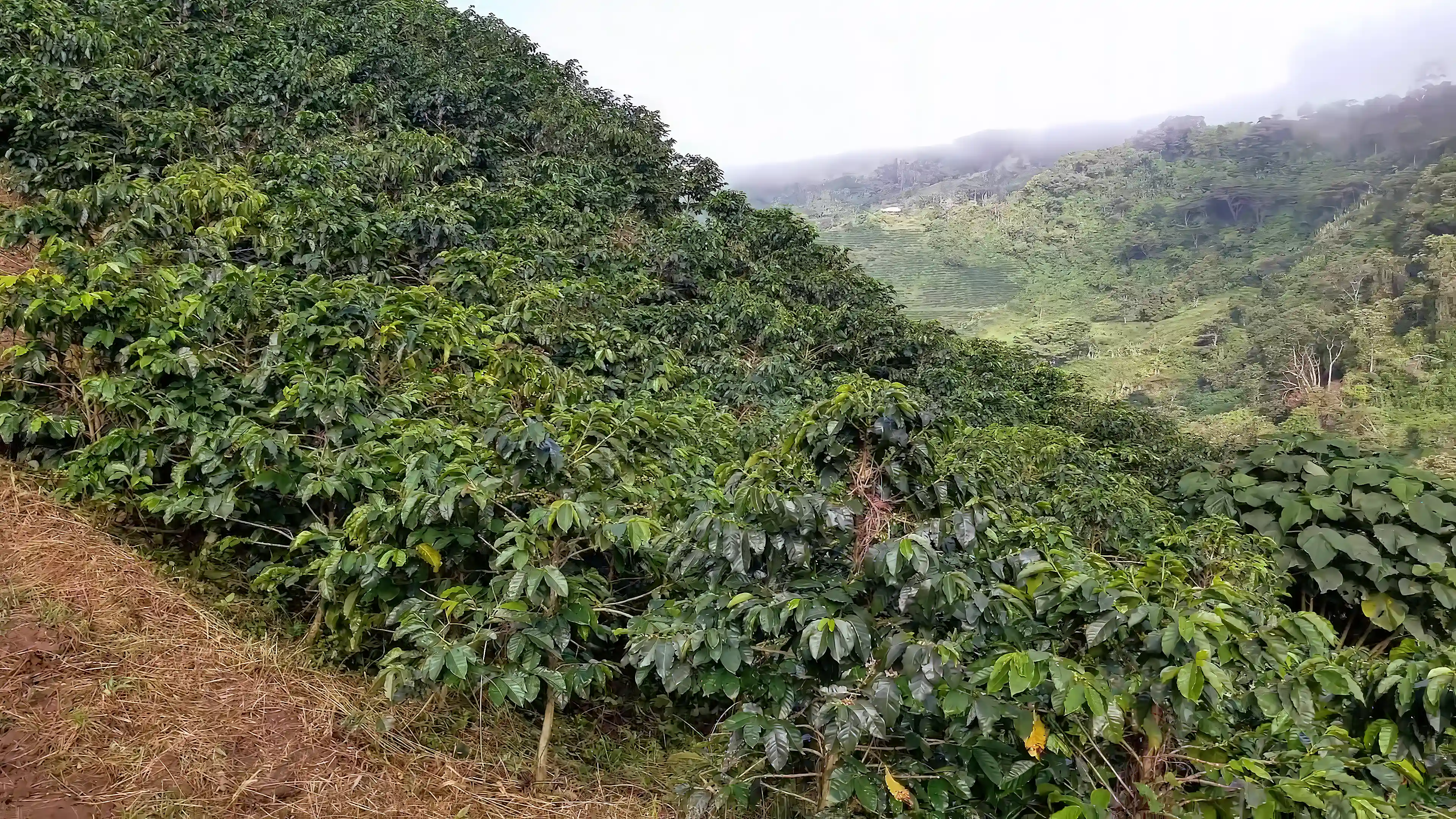 Specialty Coffee