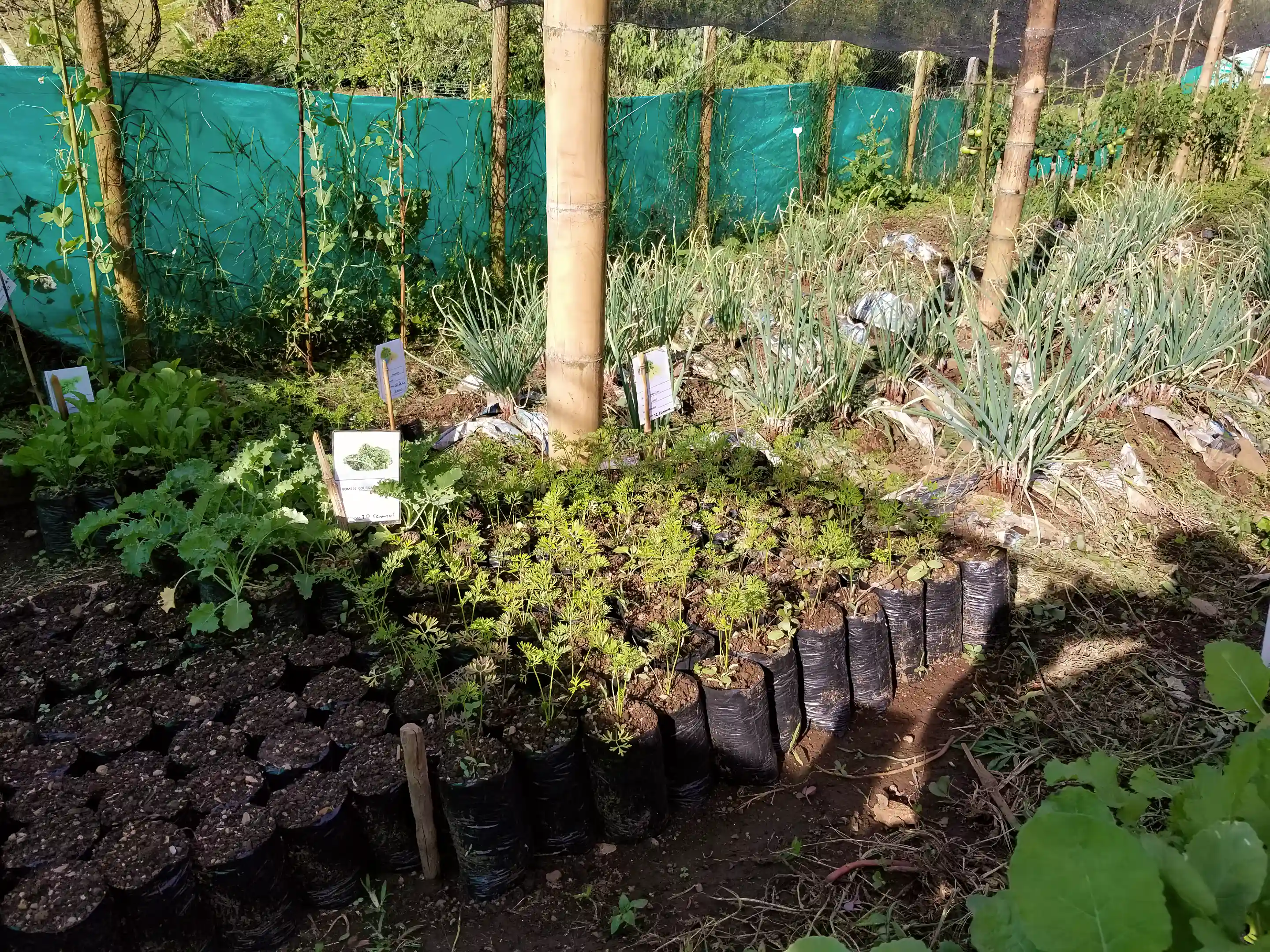 Fertile Soil allows for varied Vegetable growth
