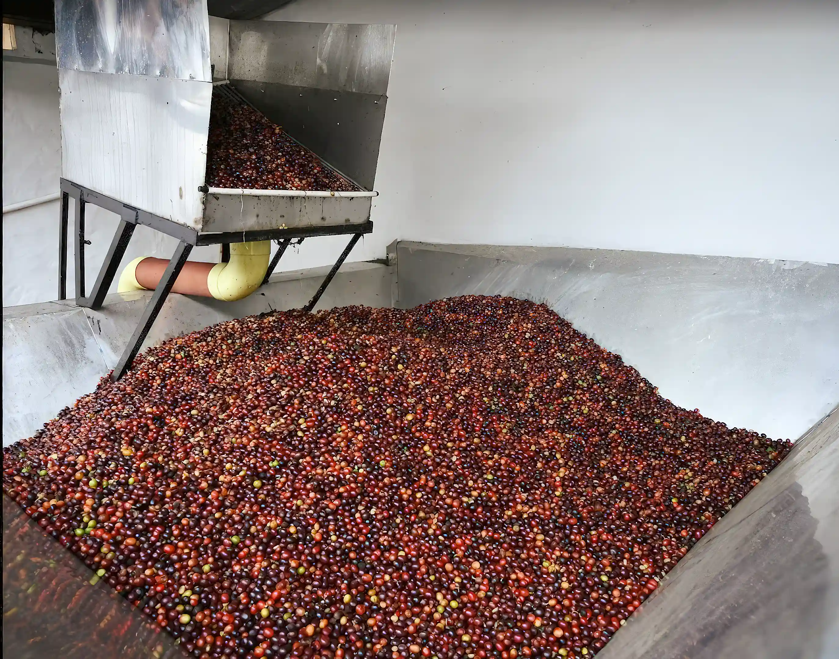 Coffee Processing Plant