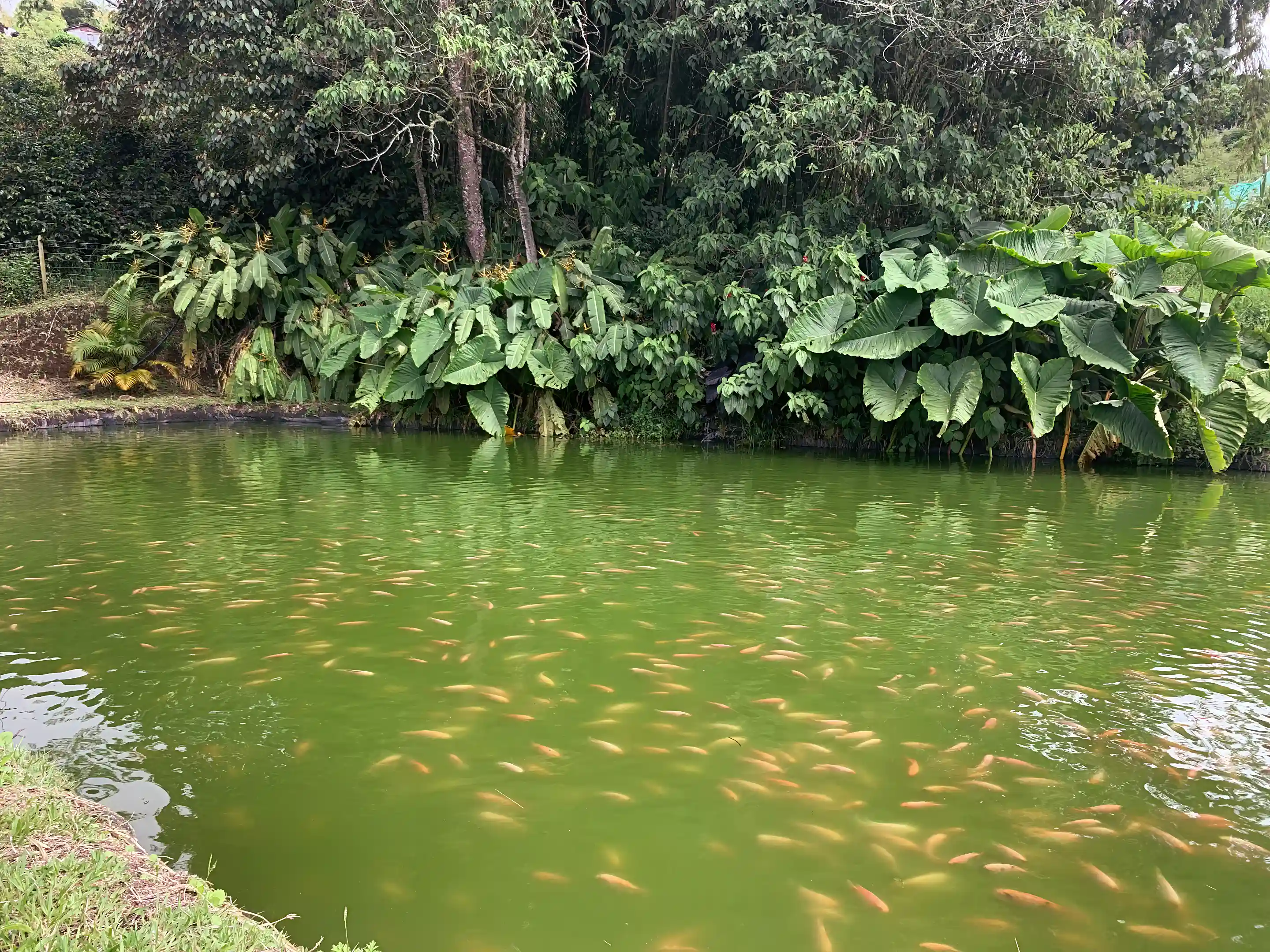 Pond for Tilapia