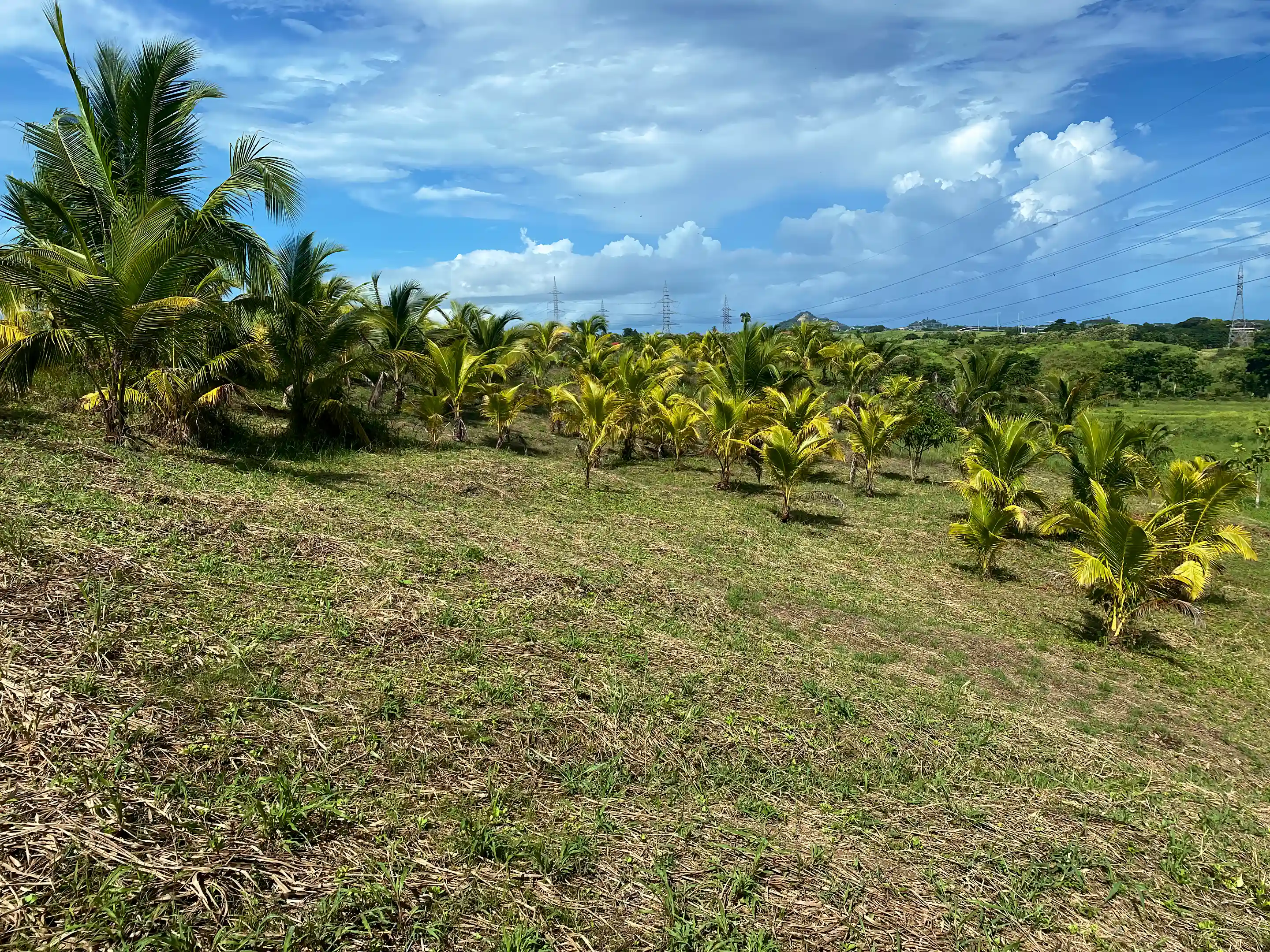 Agricultural Land for Sale in Plot 257, Reform Village, Reform Estate, Savana Grande, Princes Town, Trinidad and Tobago