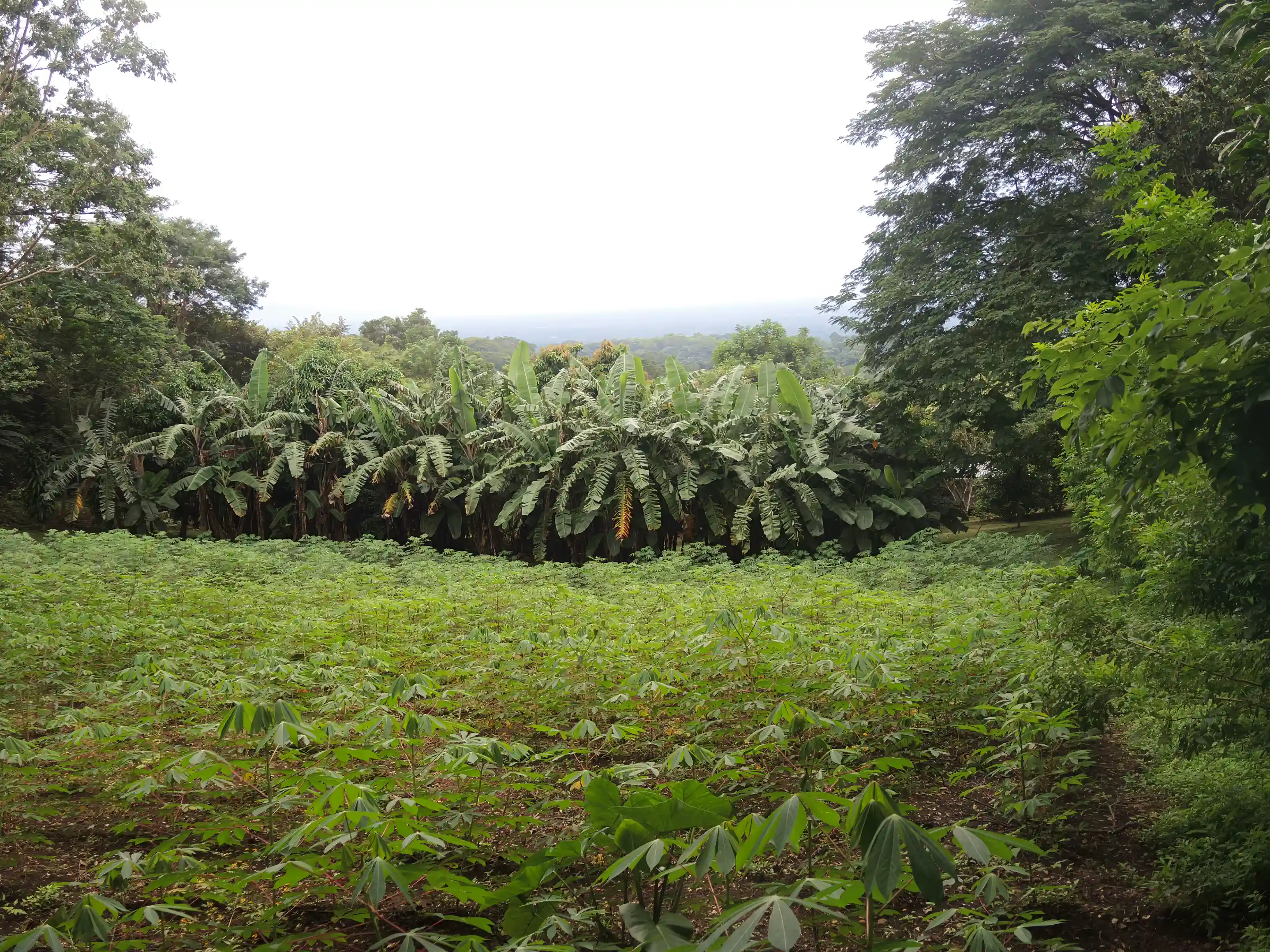 Small Farm for Sale in Volcan Mombacho, Reserva Mombacho, Diriomo ...