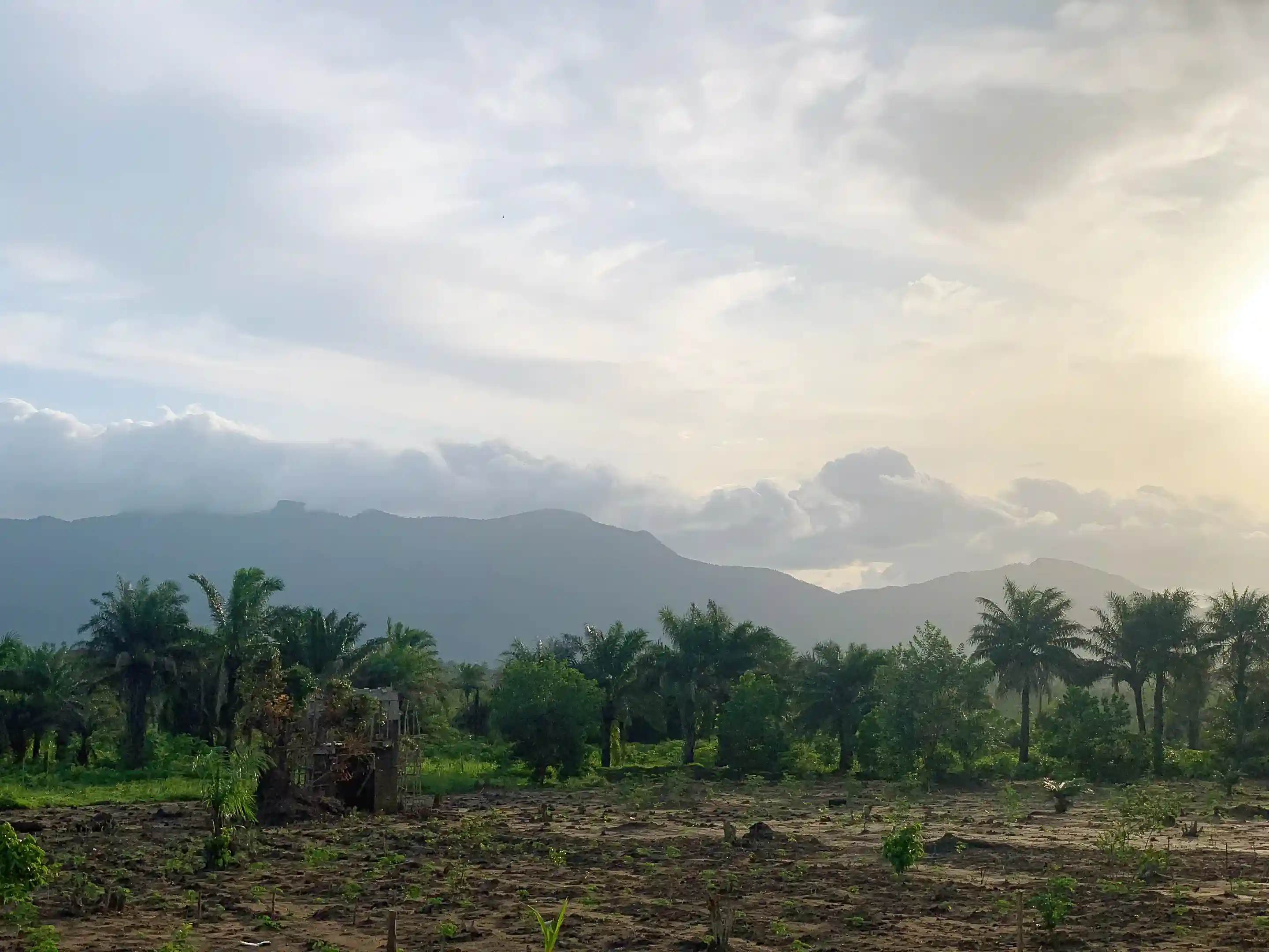 25 Acre Farm for Sale and Rent in Sow Farm, Source of Wellness Farm Magbampoh Village Waterloo, Magbampoh Village Waterloo Sierra Leone, Freetown Sierra Leone, Dakar, Senegal