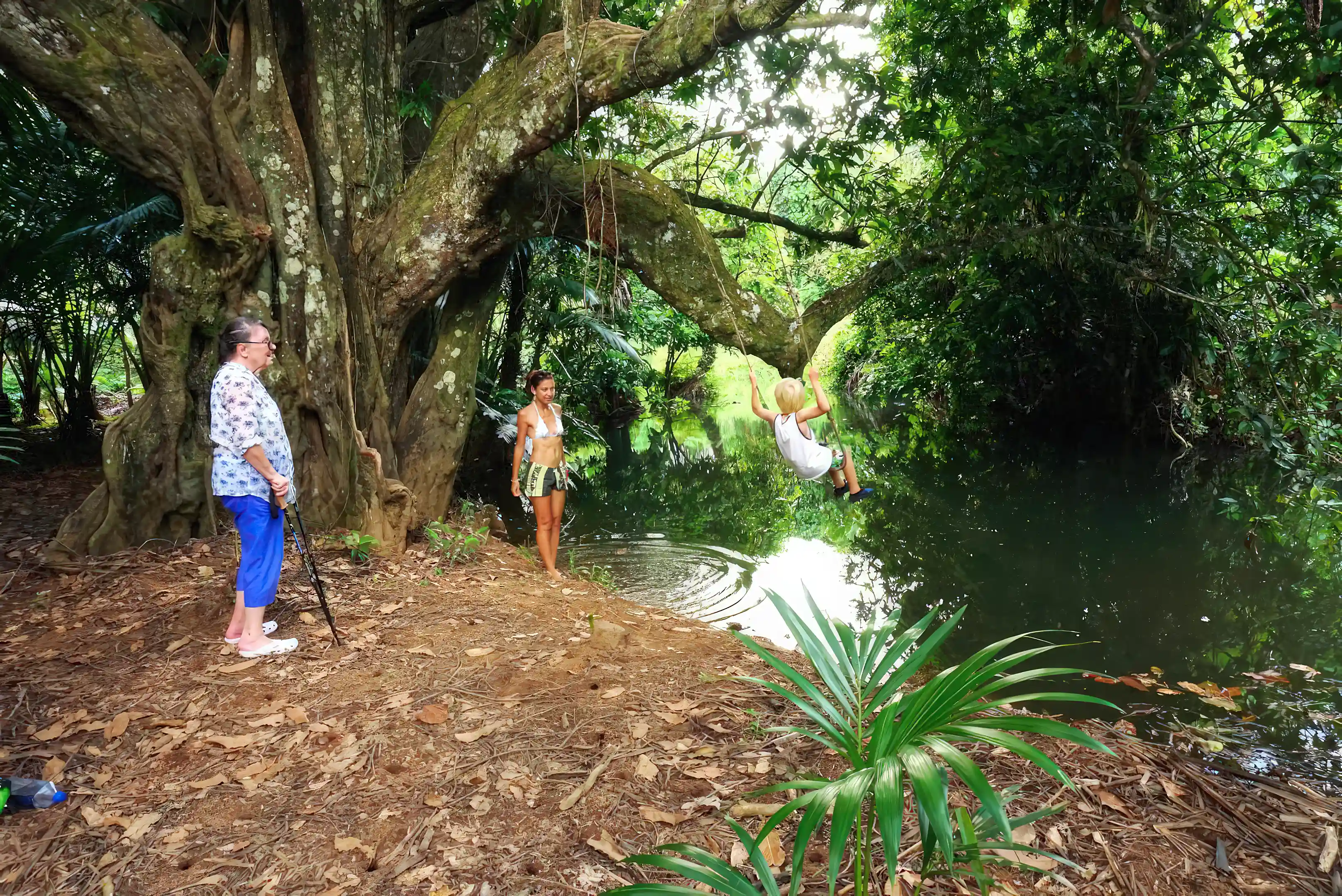 Giant Ivi tree! Tahitian chestnut.