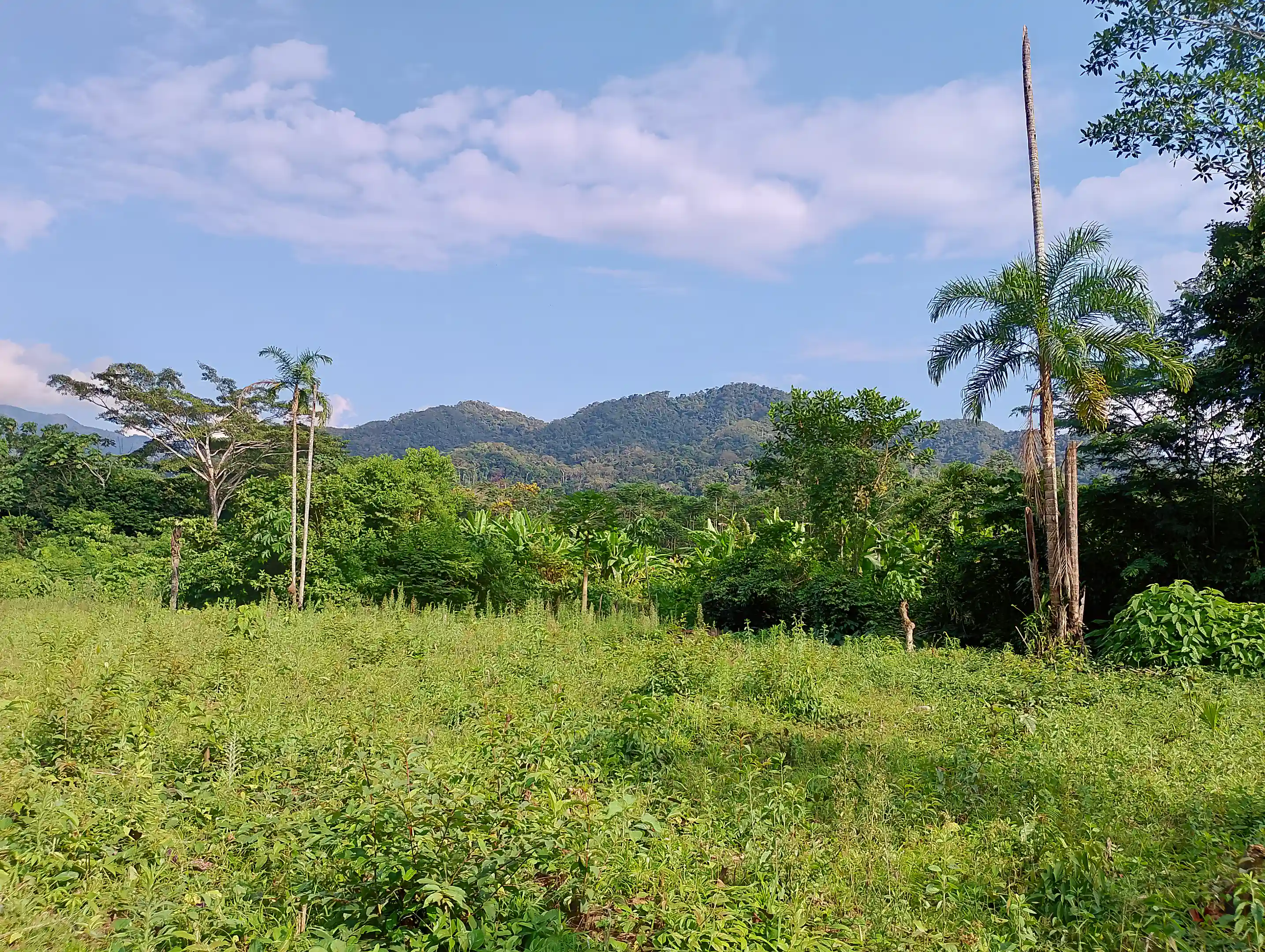 Cacao Farm for Sale in Nueva Esperanza, Codo Del Pozuzo, Puerto Inca, Region de Huanuco, Peru