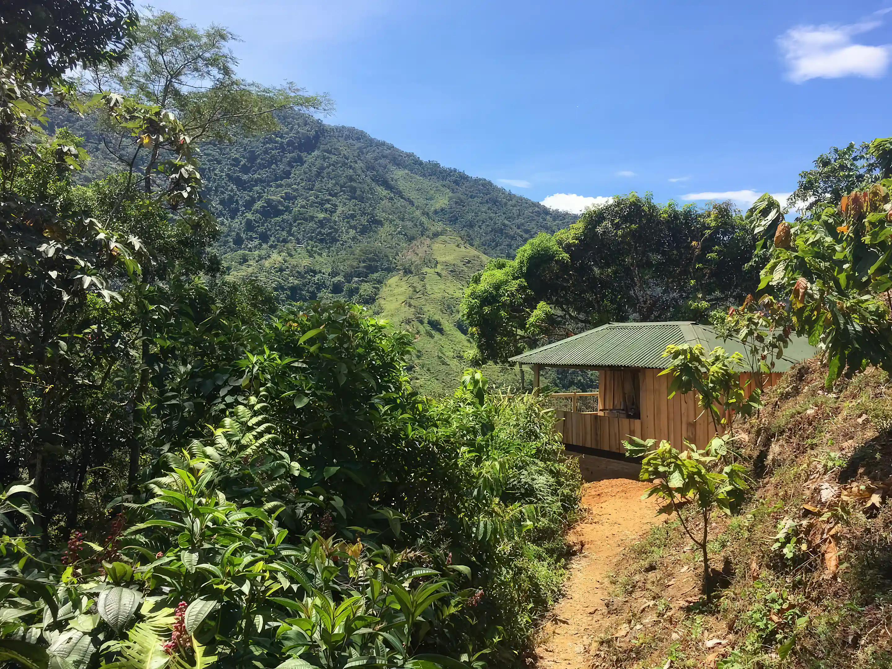 Cacao Farm for Sale in Montenegro, San Luis, Antioquia, Colombia