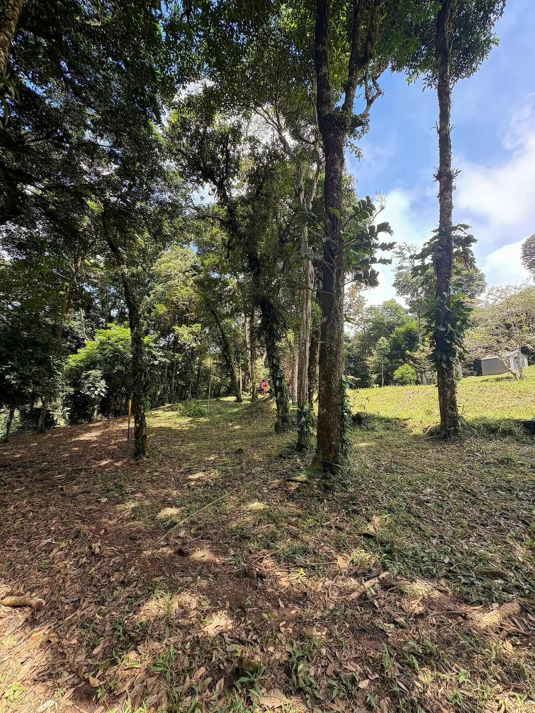 trees of the land
