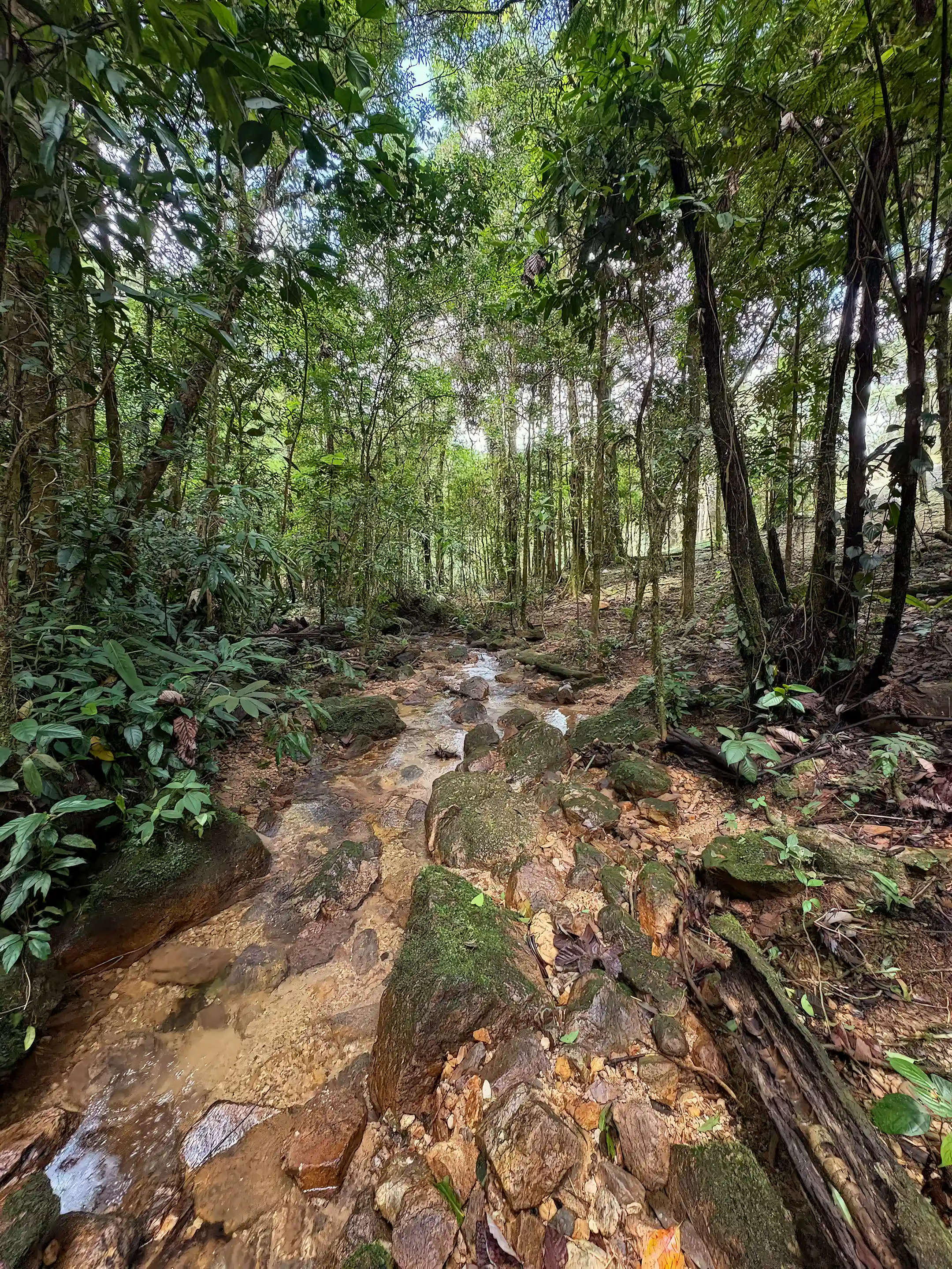 trees in the land