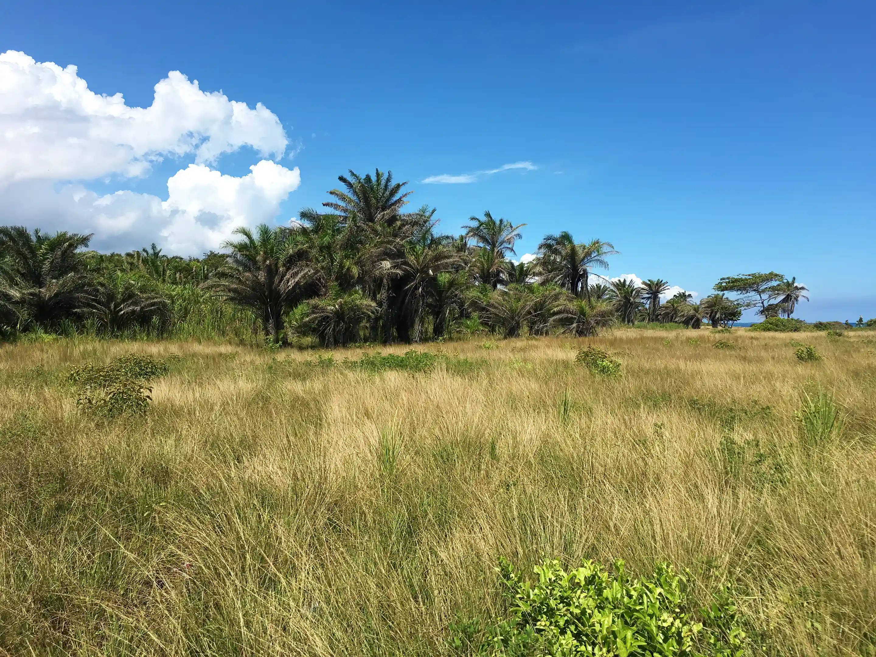 Ocean view land for sale La Ceiba Honduras by Chris...