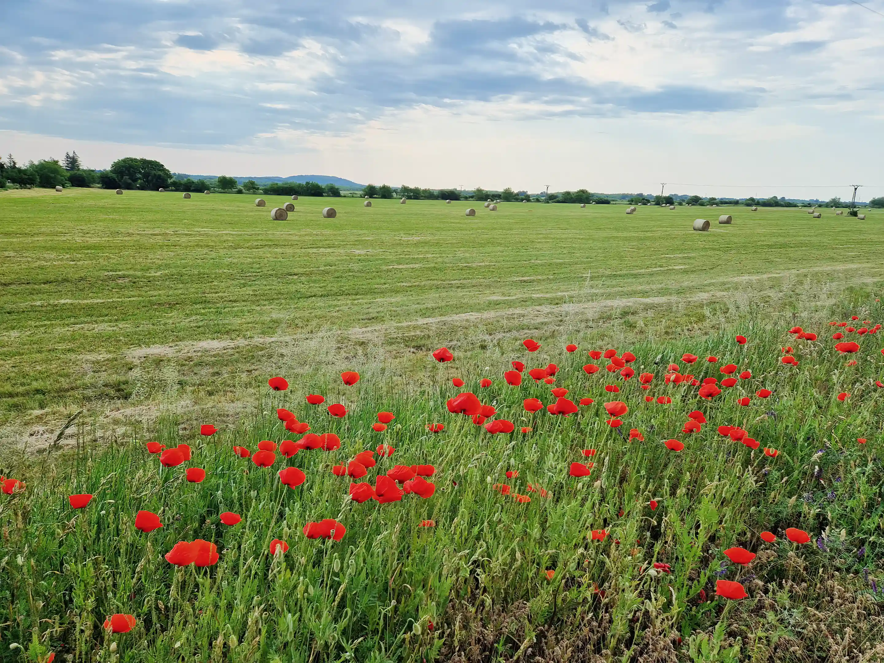 Land for Sale in Leles, Trebisov, Kosice, Slovakia