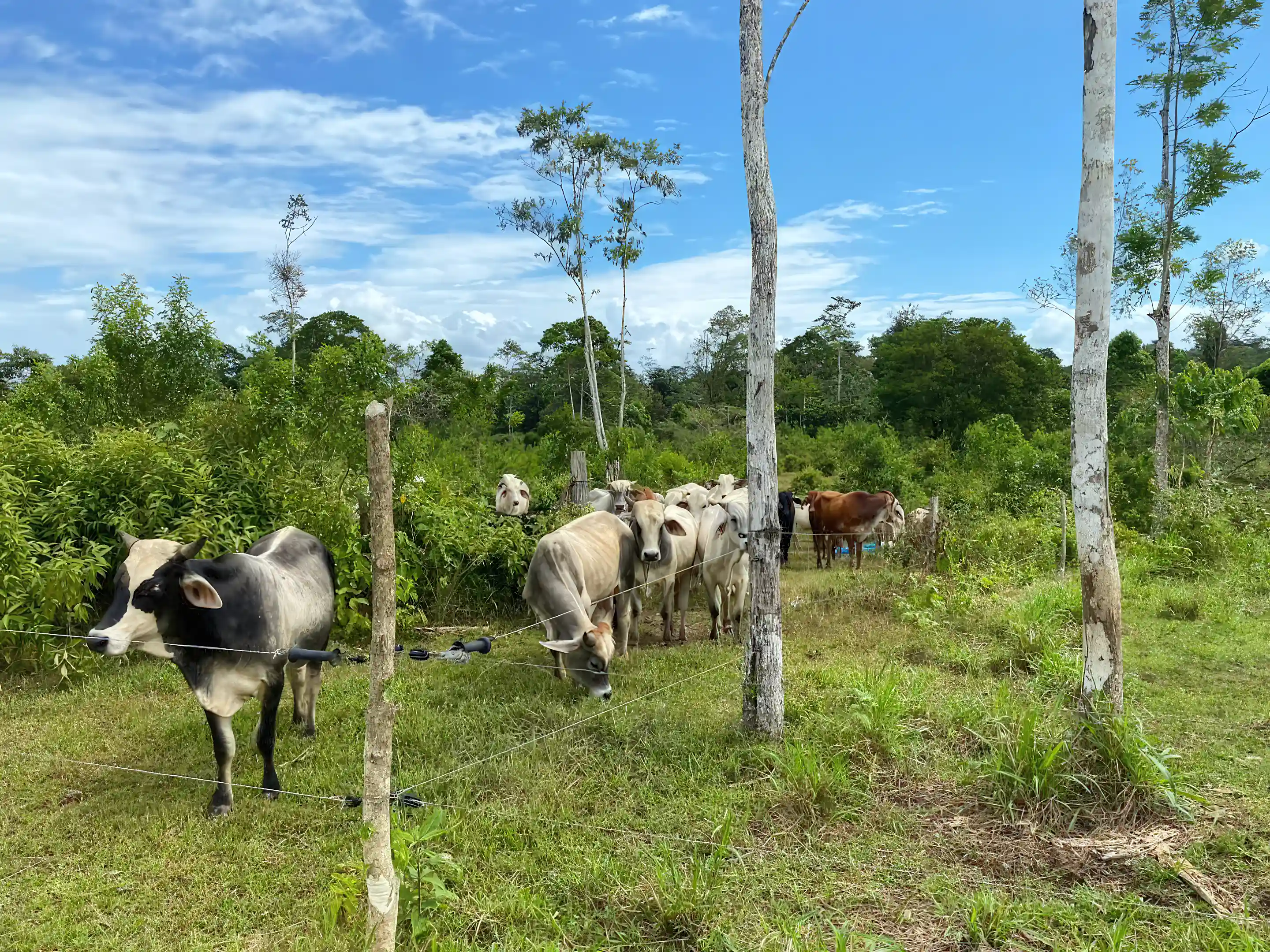 Agroforestry Farm for Sale in Moravia, Cutris, San Carlos, Alajuela, Costa Rica