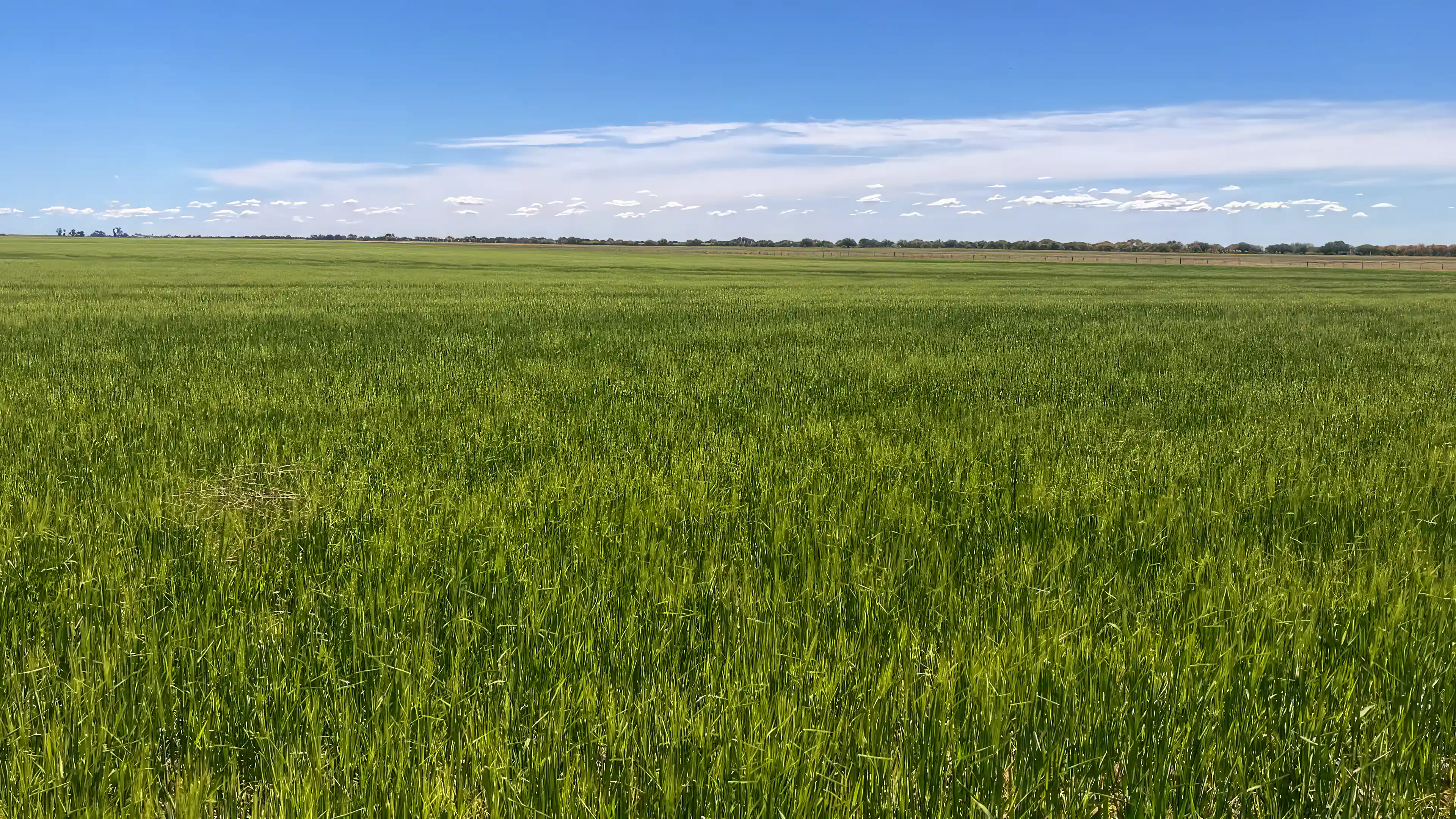 Ranch for Sale in Juan Couste, Villarino, Buenos Aires, Argentina