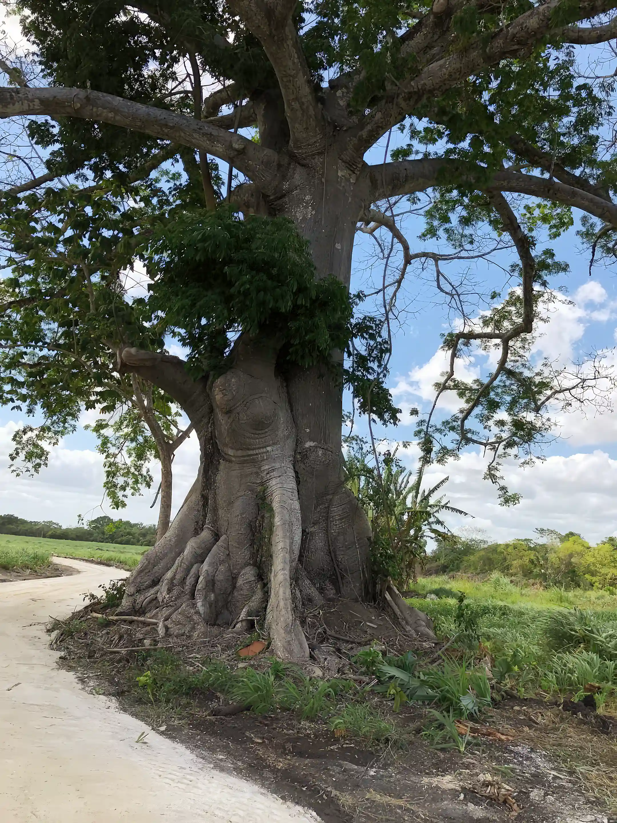 this beautiful tree is at the entrance to the farm...