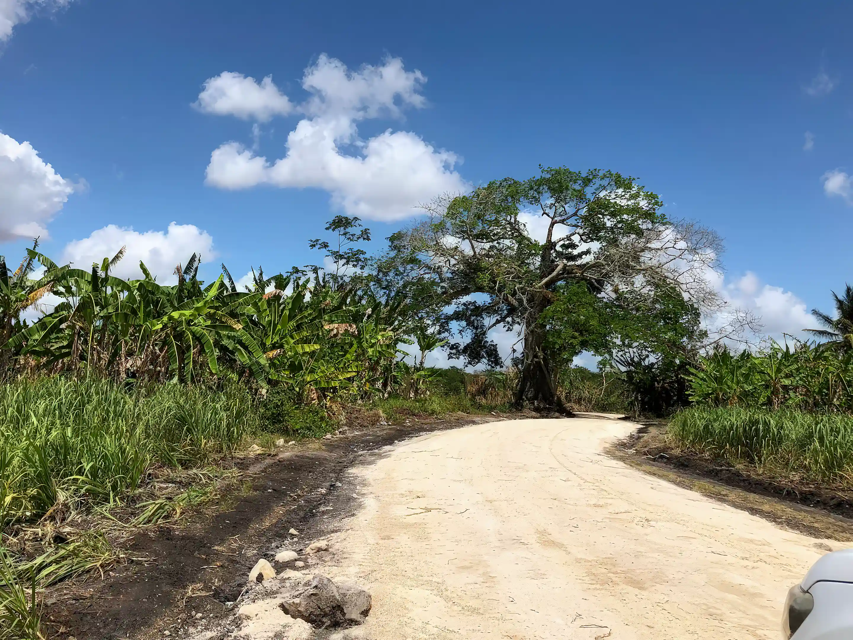 Farmland for Sale in progresso, Corozal, Belize