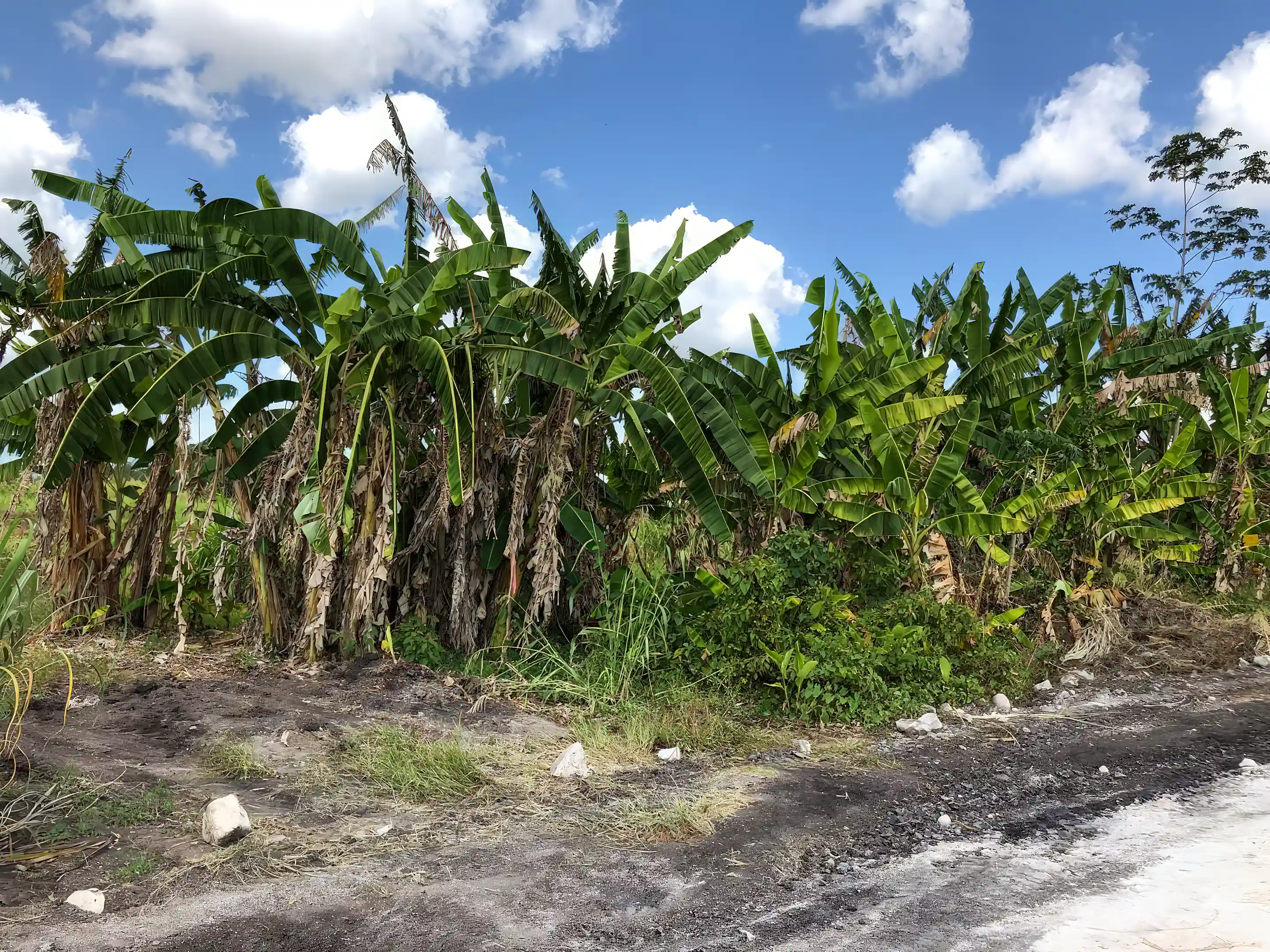 small banana planation