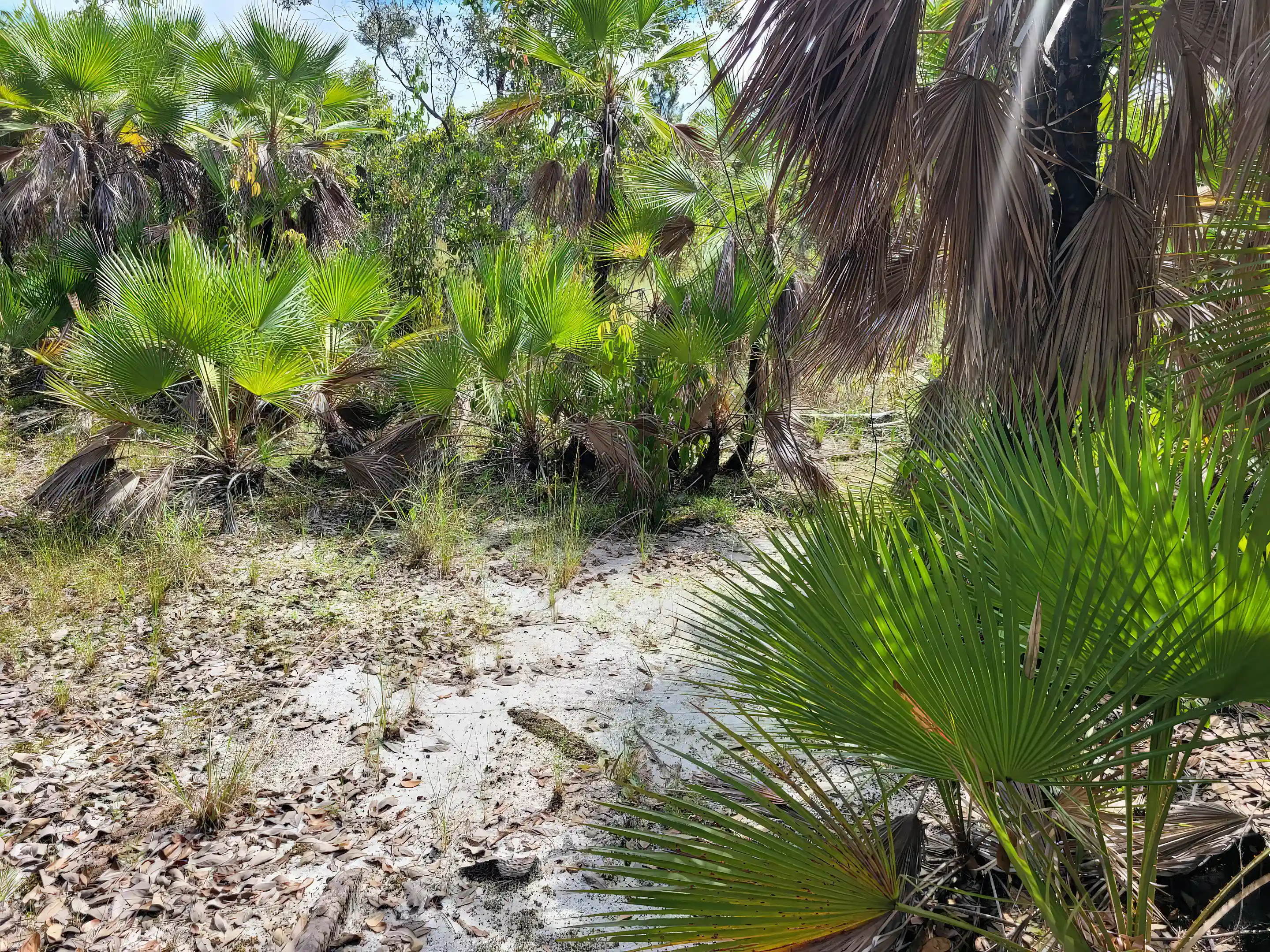 Vacant Land for Sale in Mango Creek, Stann Creek, Belize