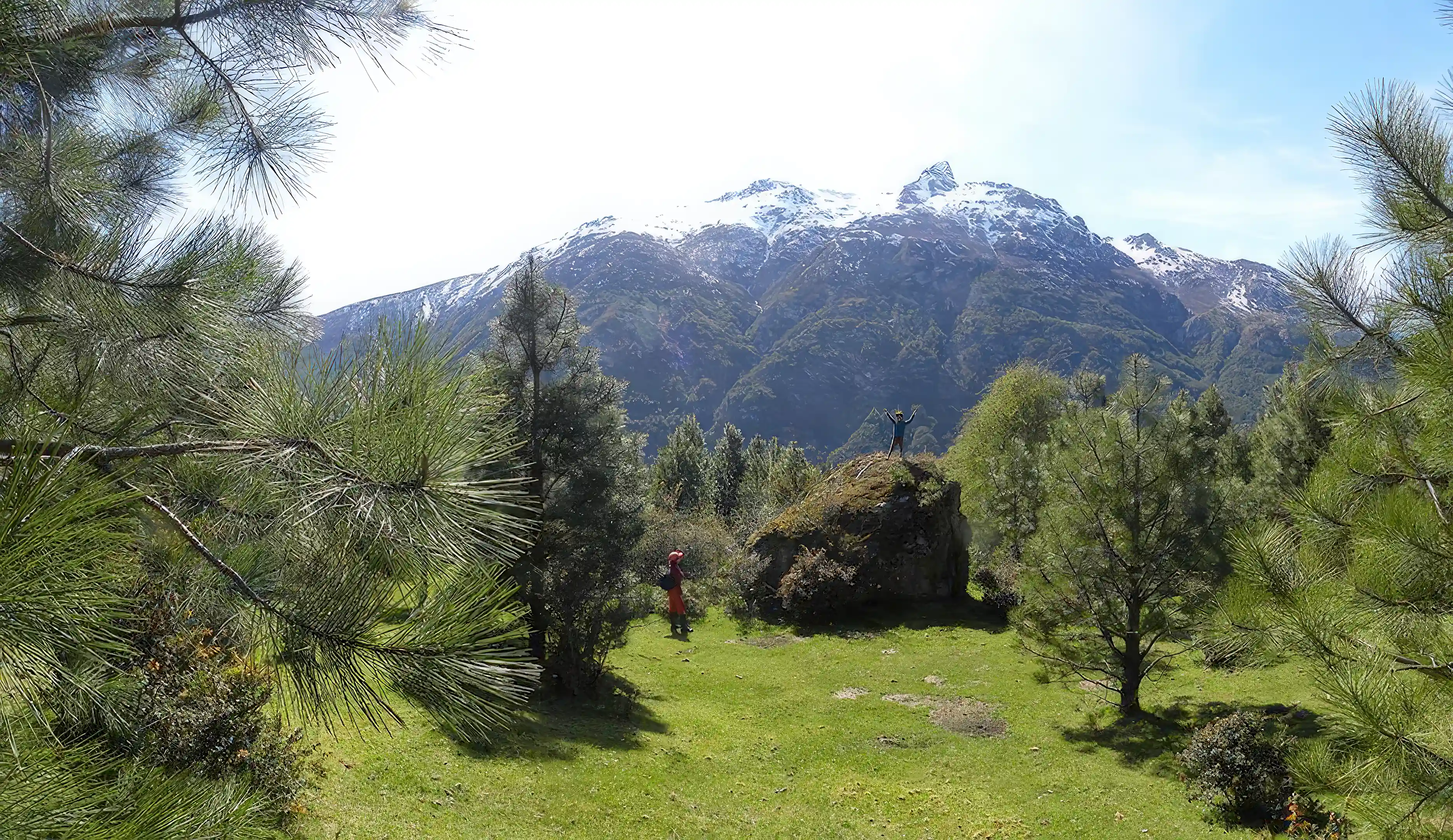 Preserved native forest on the property