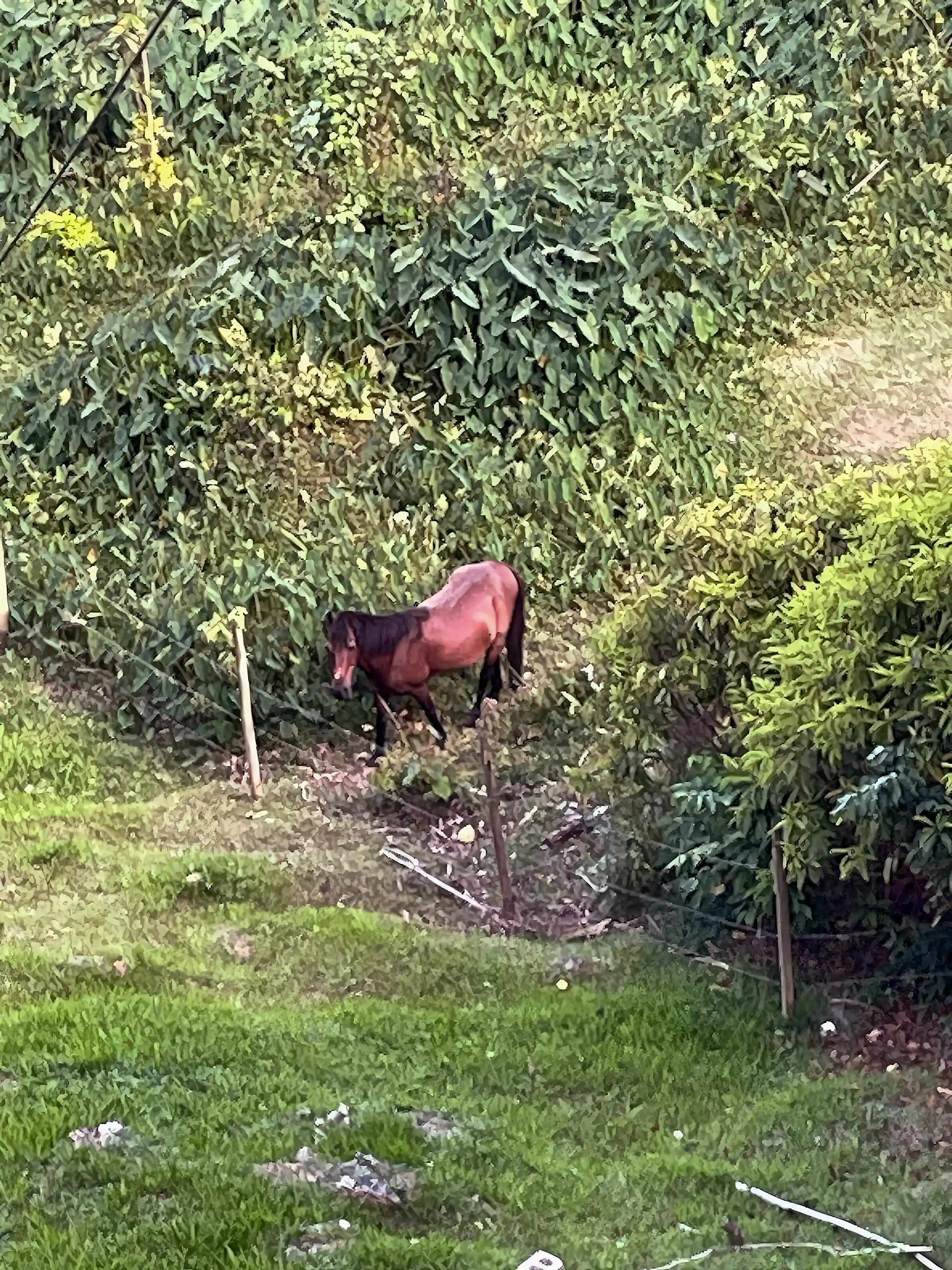 A friendly horse came to visit.