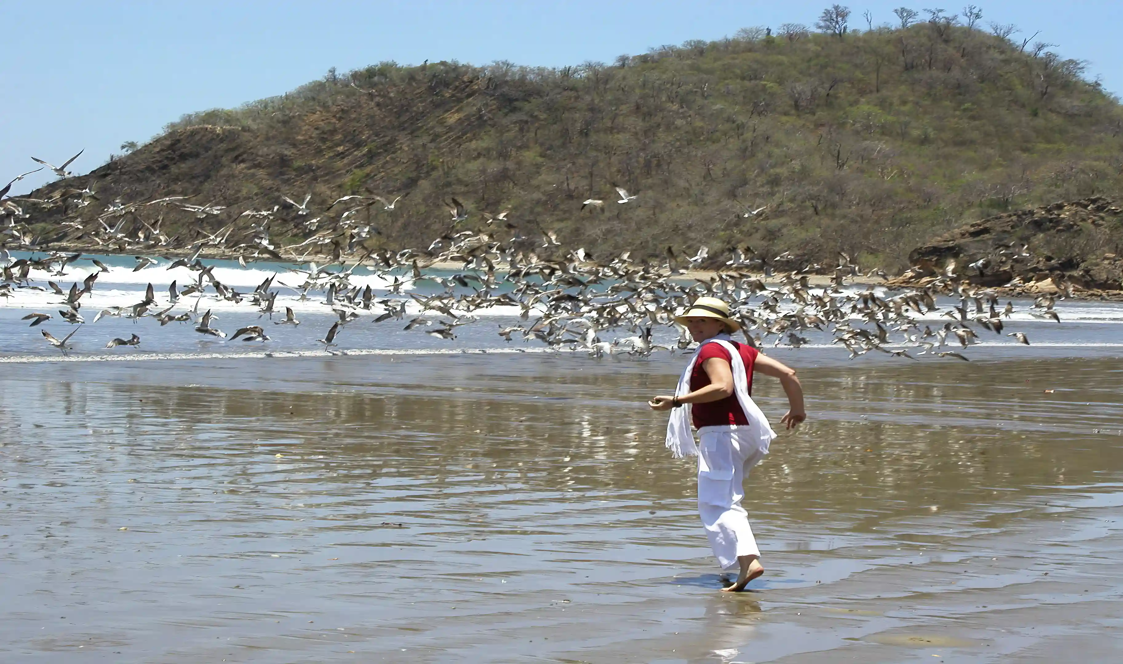 Shorebirds on El Ostional Beach, 100 m from the lot