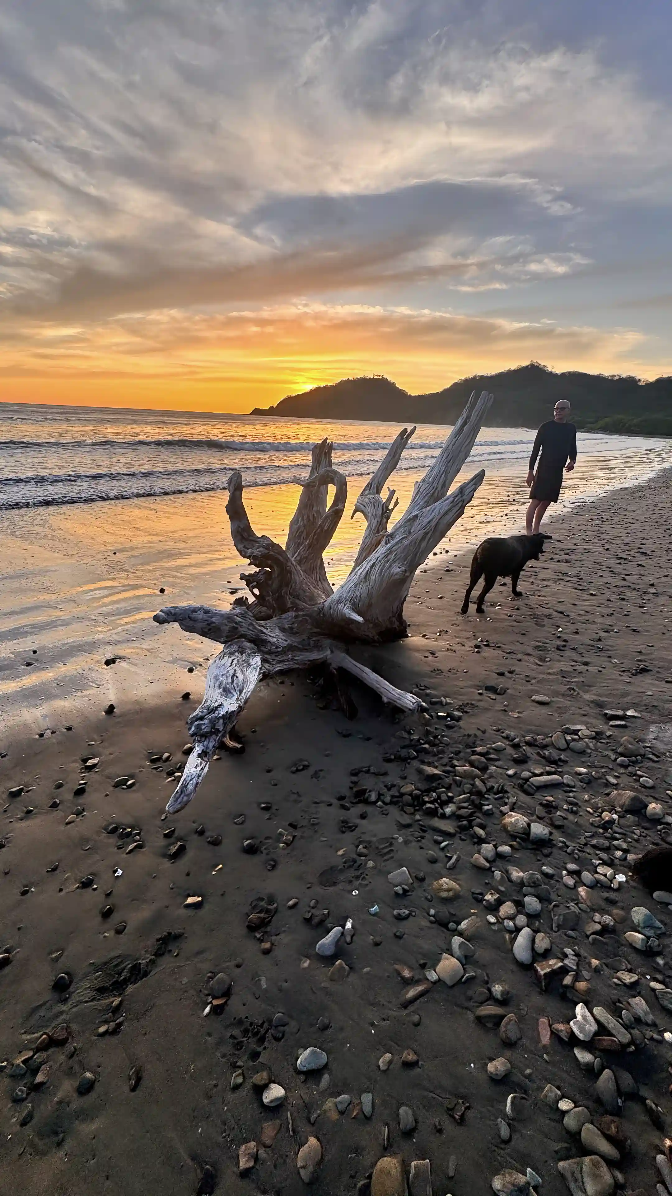 Driftwood on the beach at golden hour