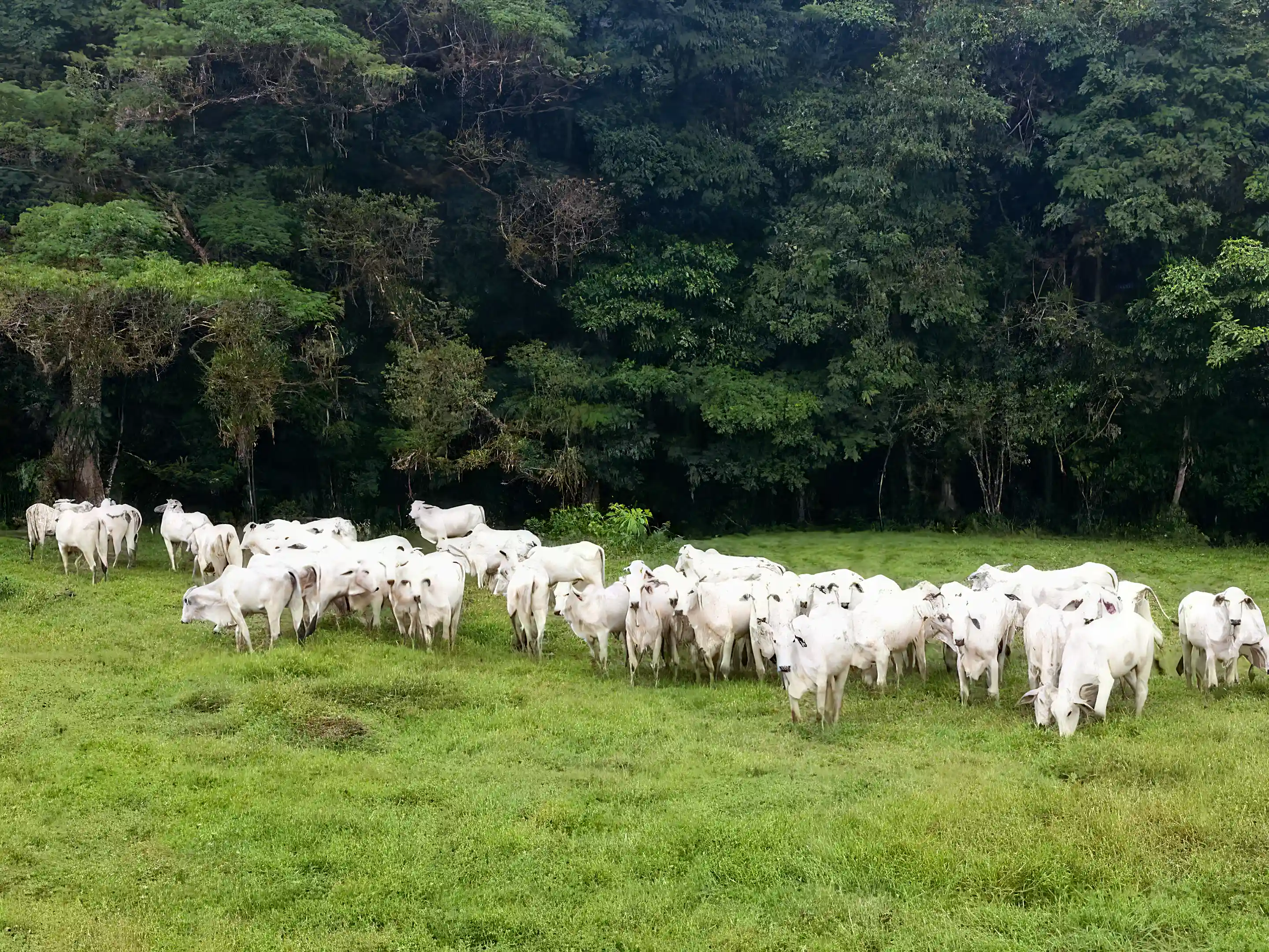 Cattle grazing on the green pastures of Hacienda Santa María,...