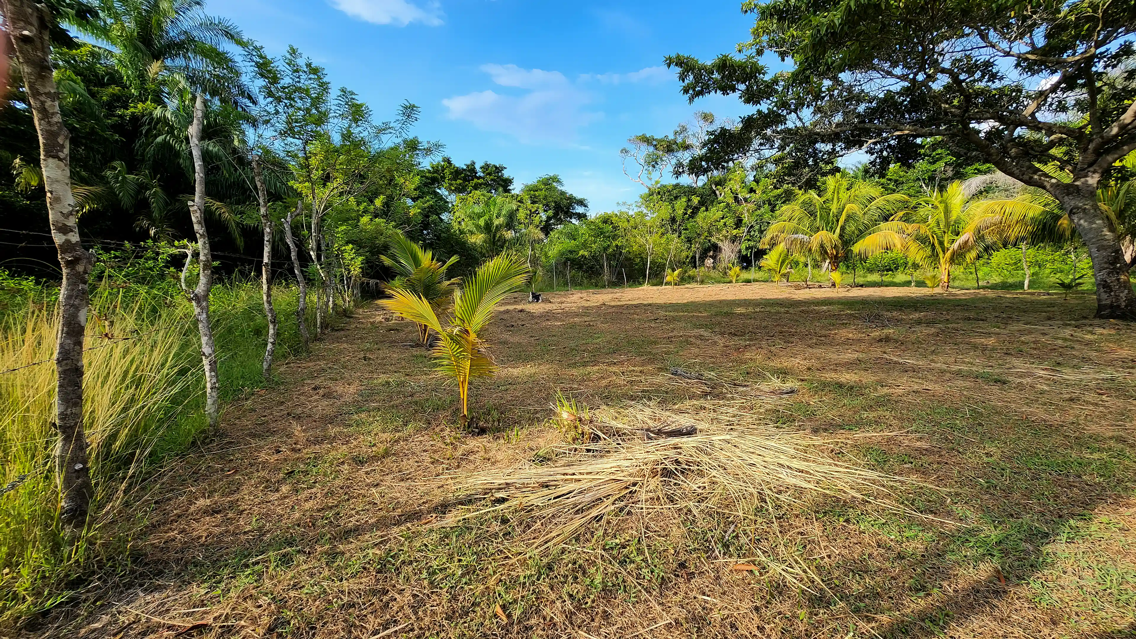 Inside the larger Balfate lot before it was divided into...