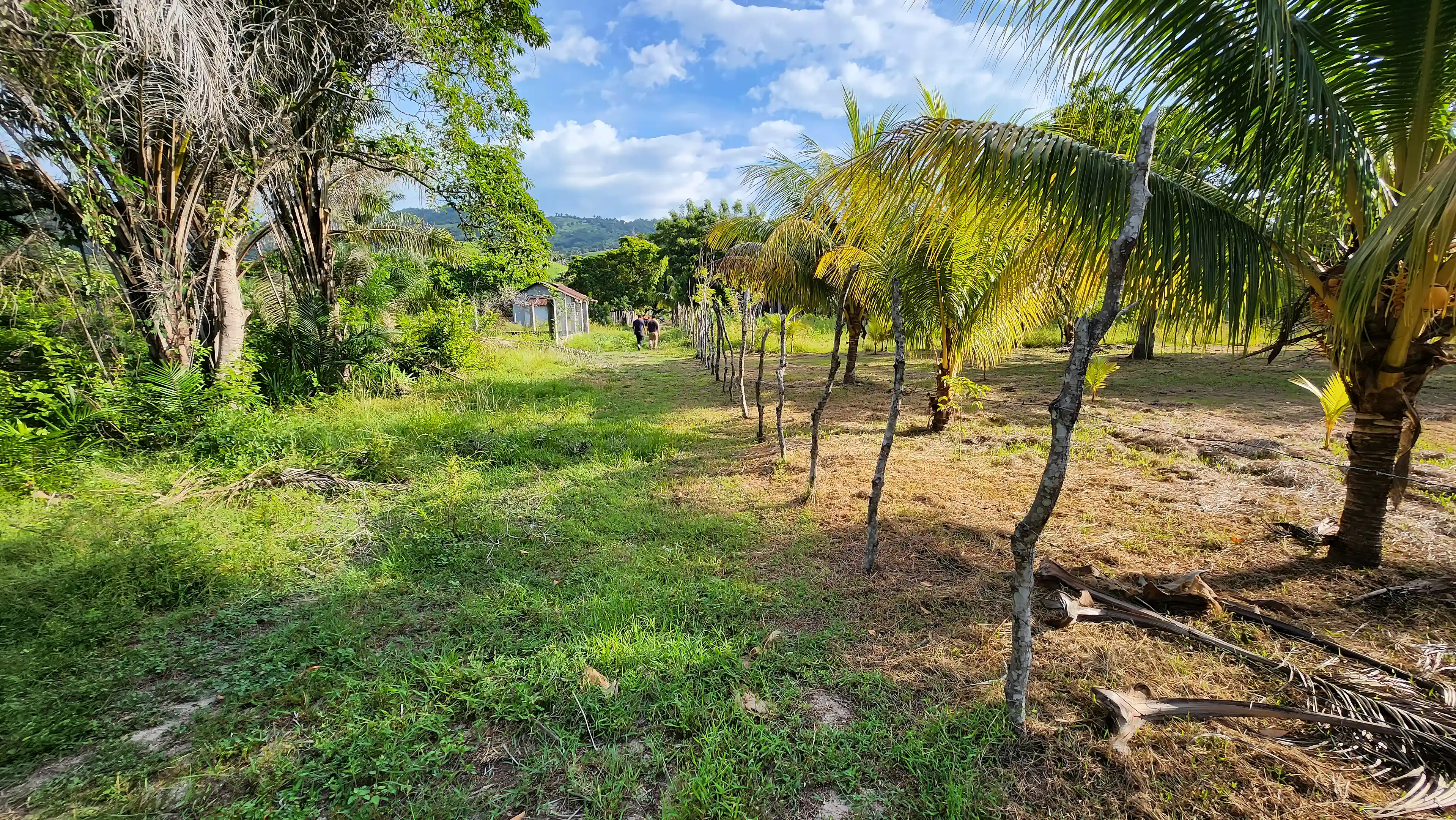 Standing on the road that borders the two lots,...