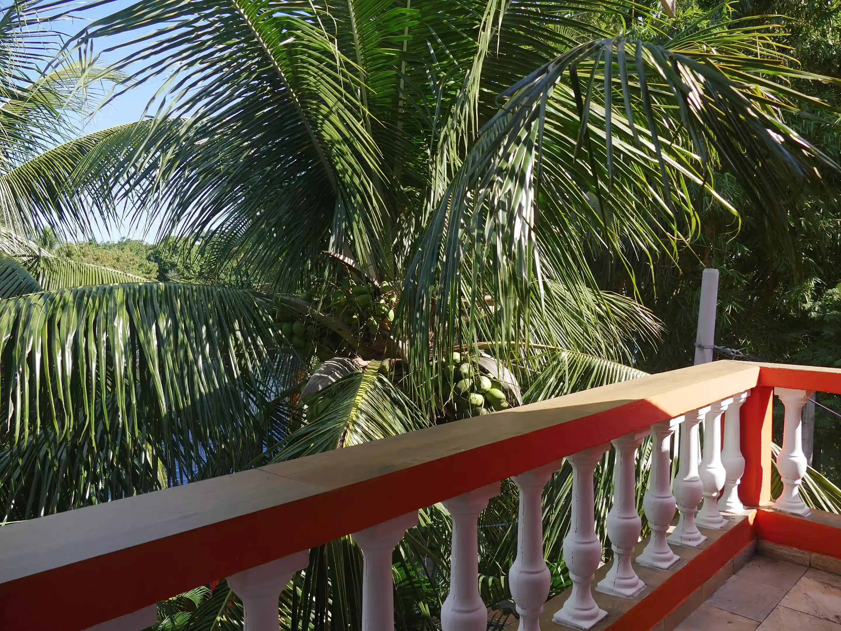 3 coconut trees, among other plants