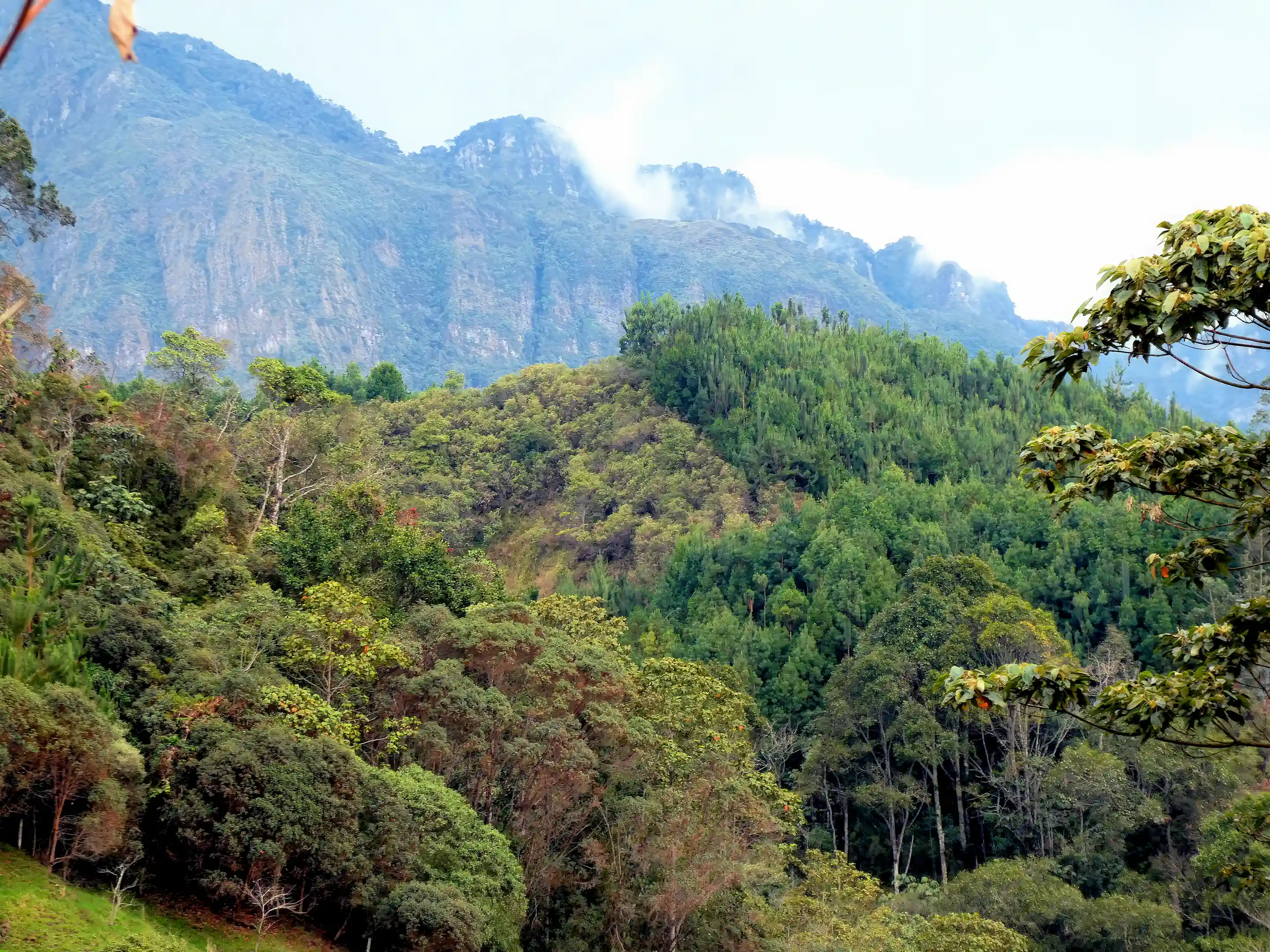 Native forest and romerĂ³n pines below the cliffs