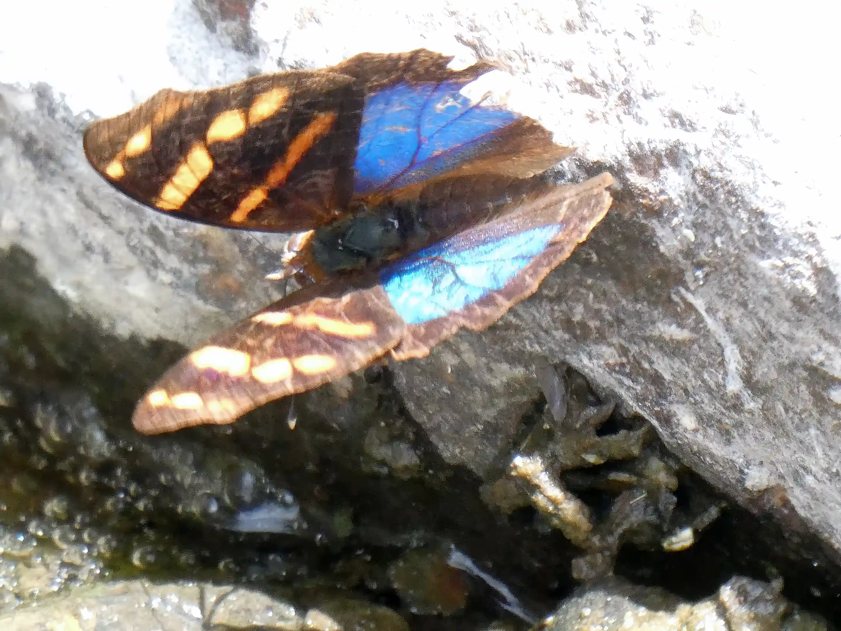 Butterfly resting on a stream rock