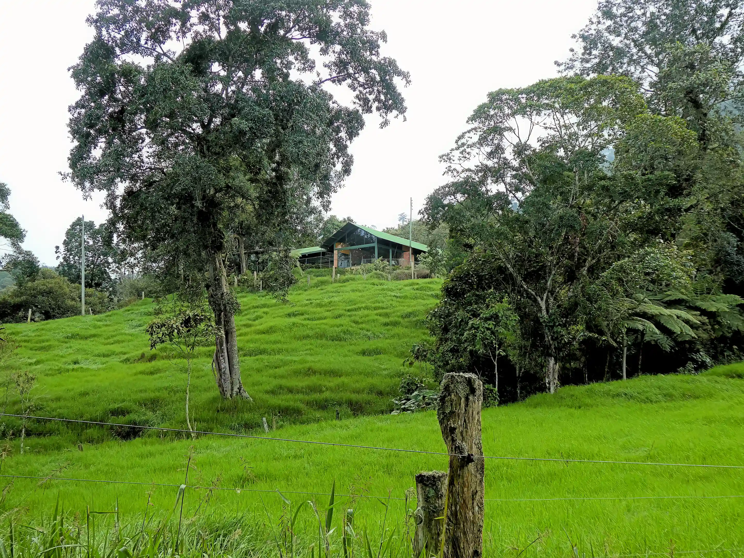 Improved pasture and native shade trees
