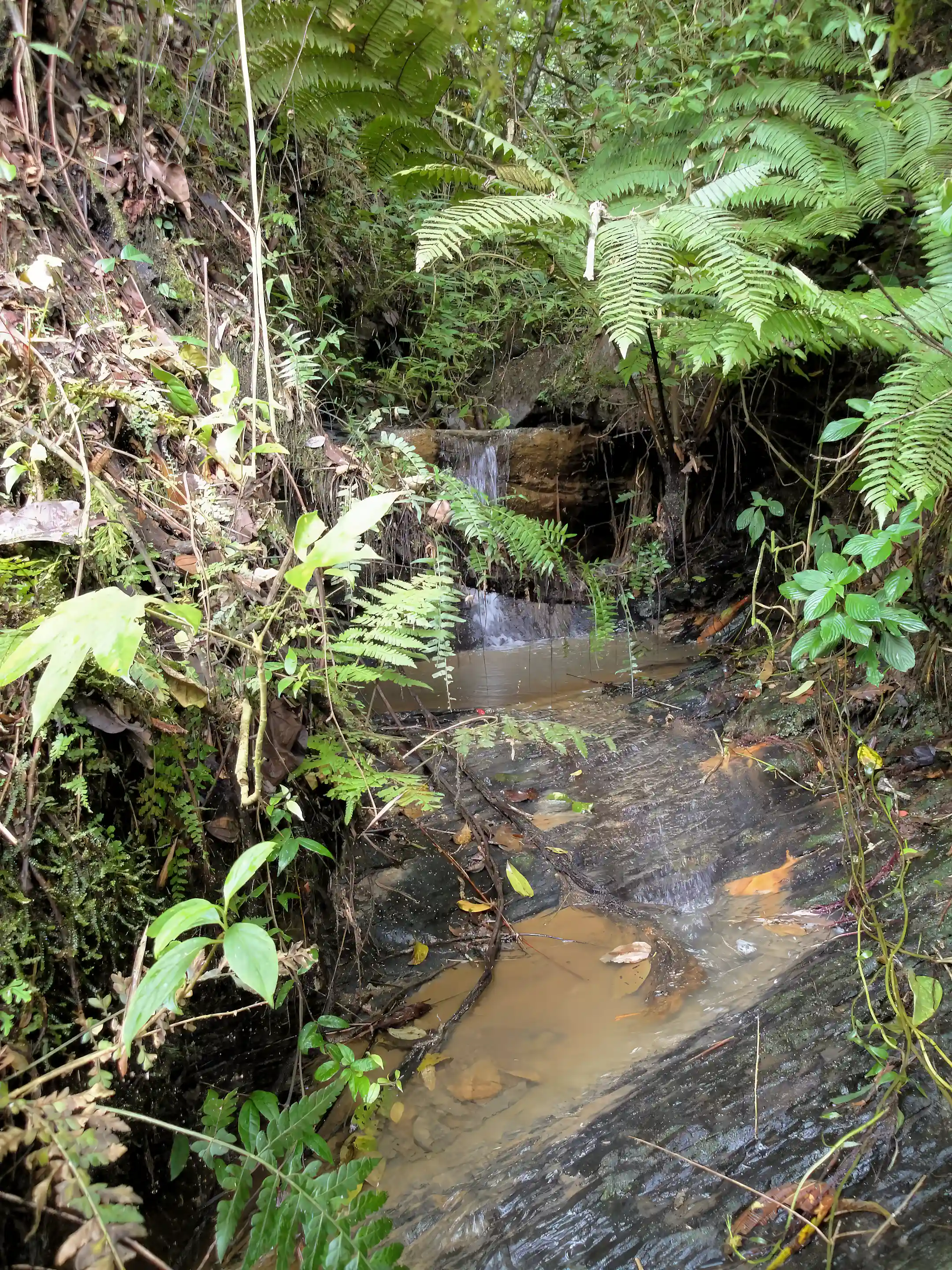 Spring-fed stream among tree ferns