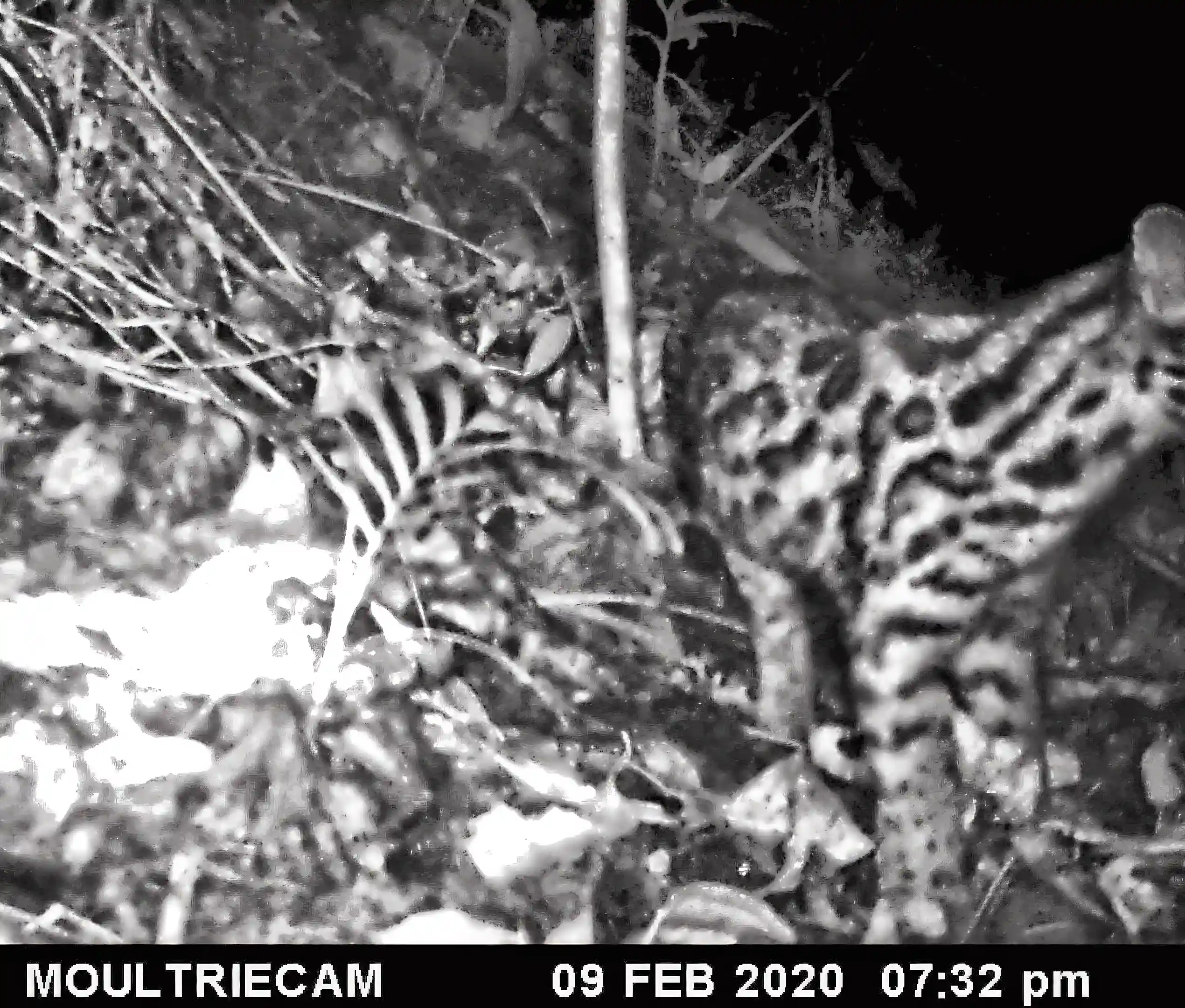 Wild cat (tigrillo) recorded by a camera trap on the...