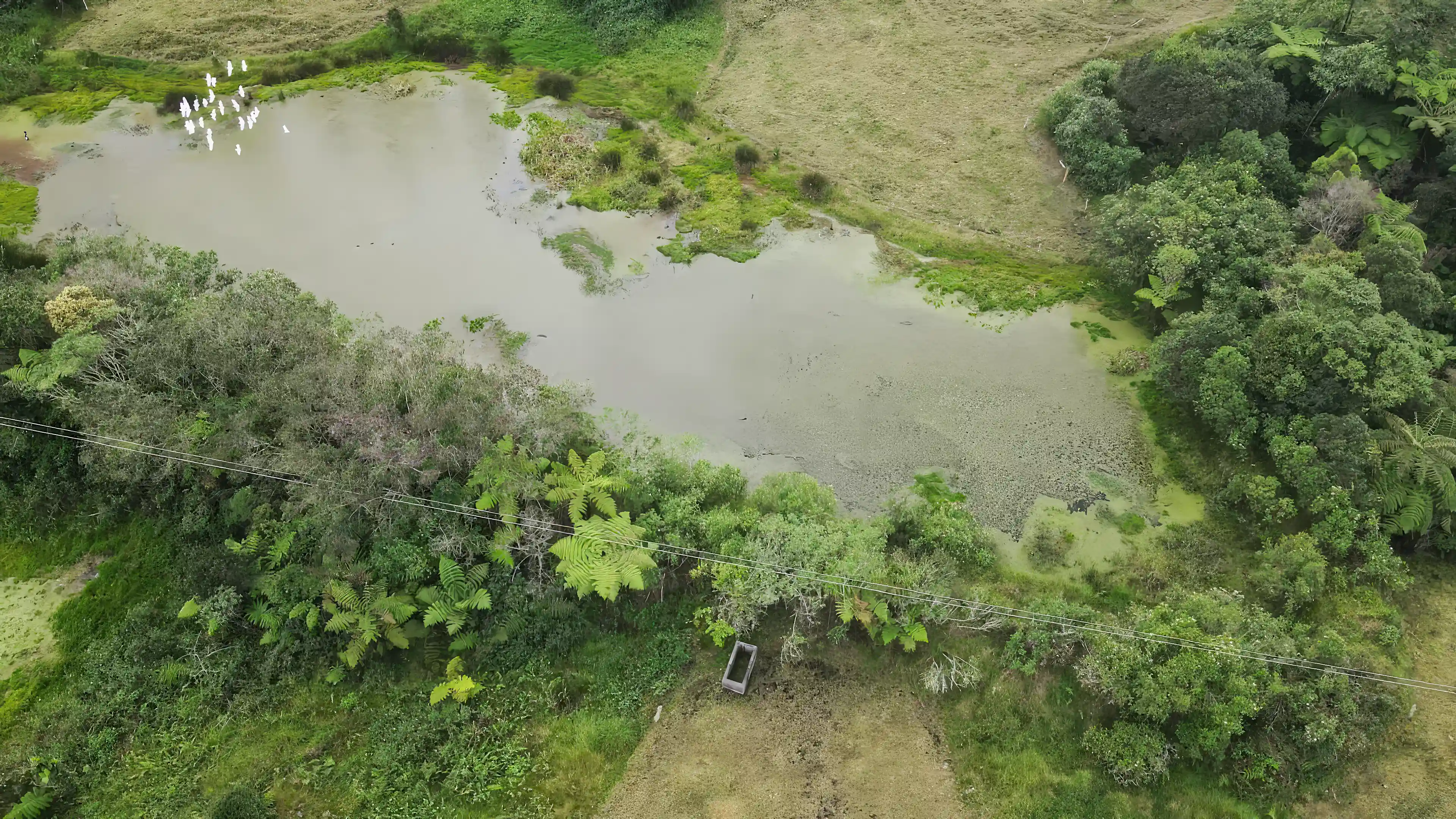 Aerial view of a pond with egrets, ringed by tree...