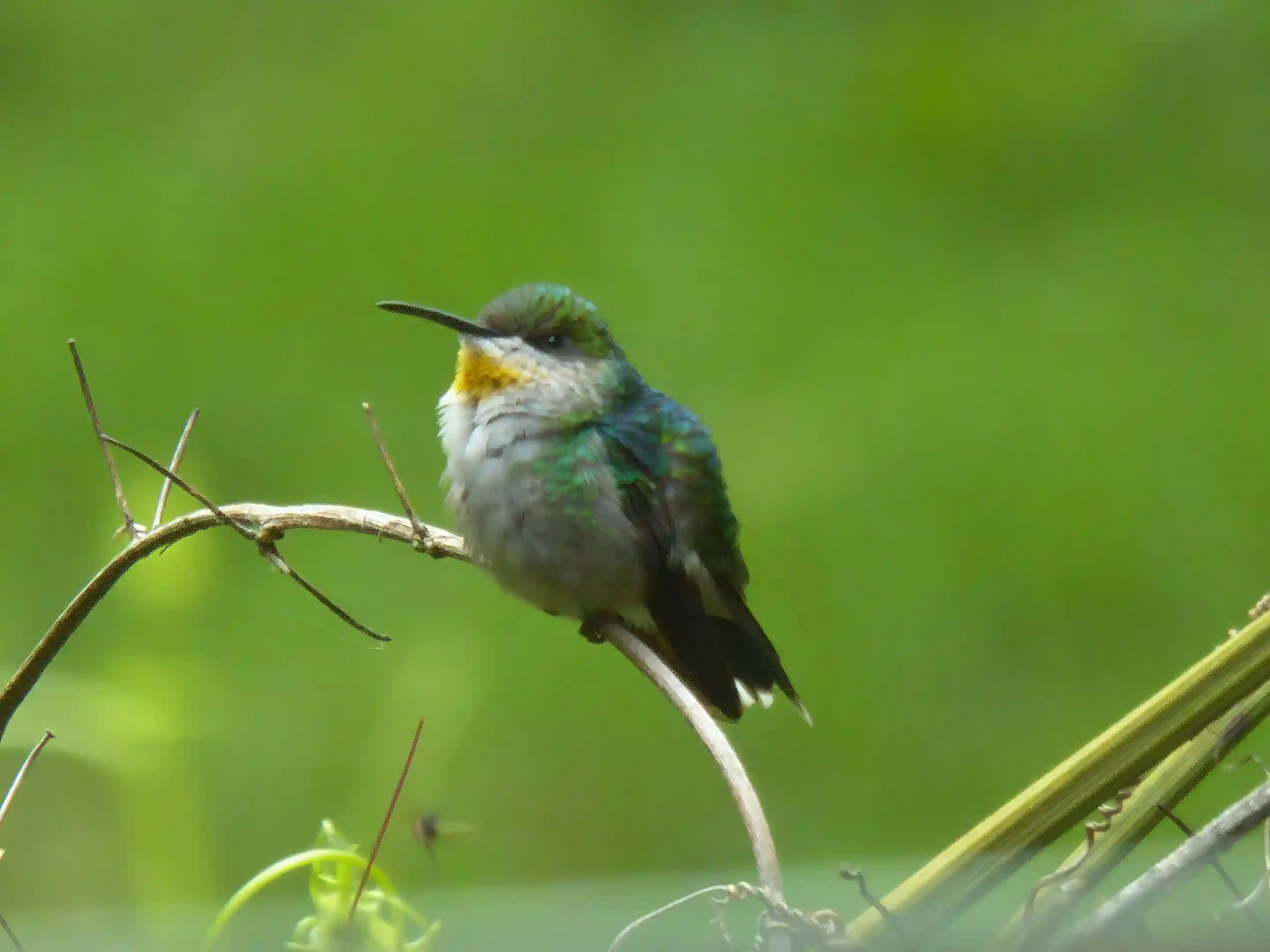 Hummingbird, one of many bird species on the farm